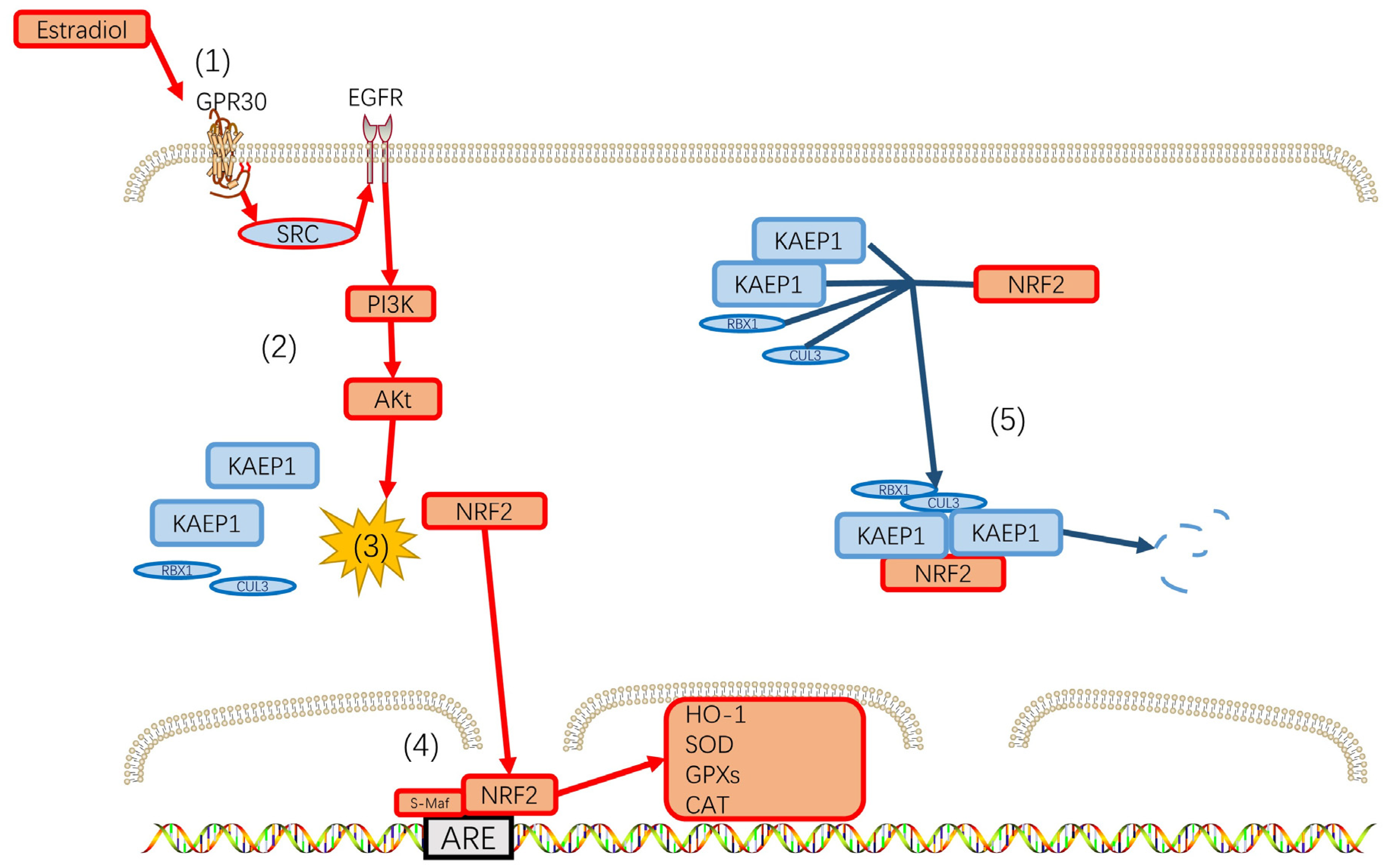 Biomedicines 12 00184 g003