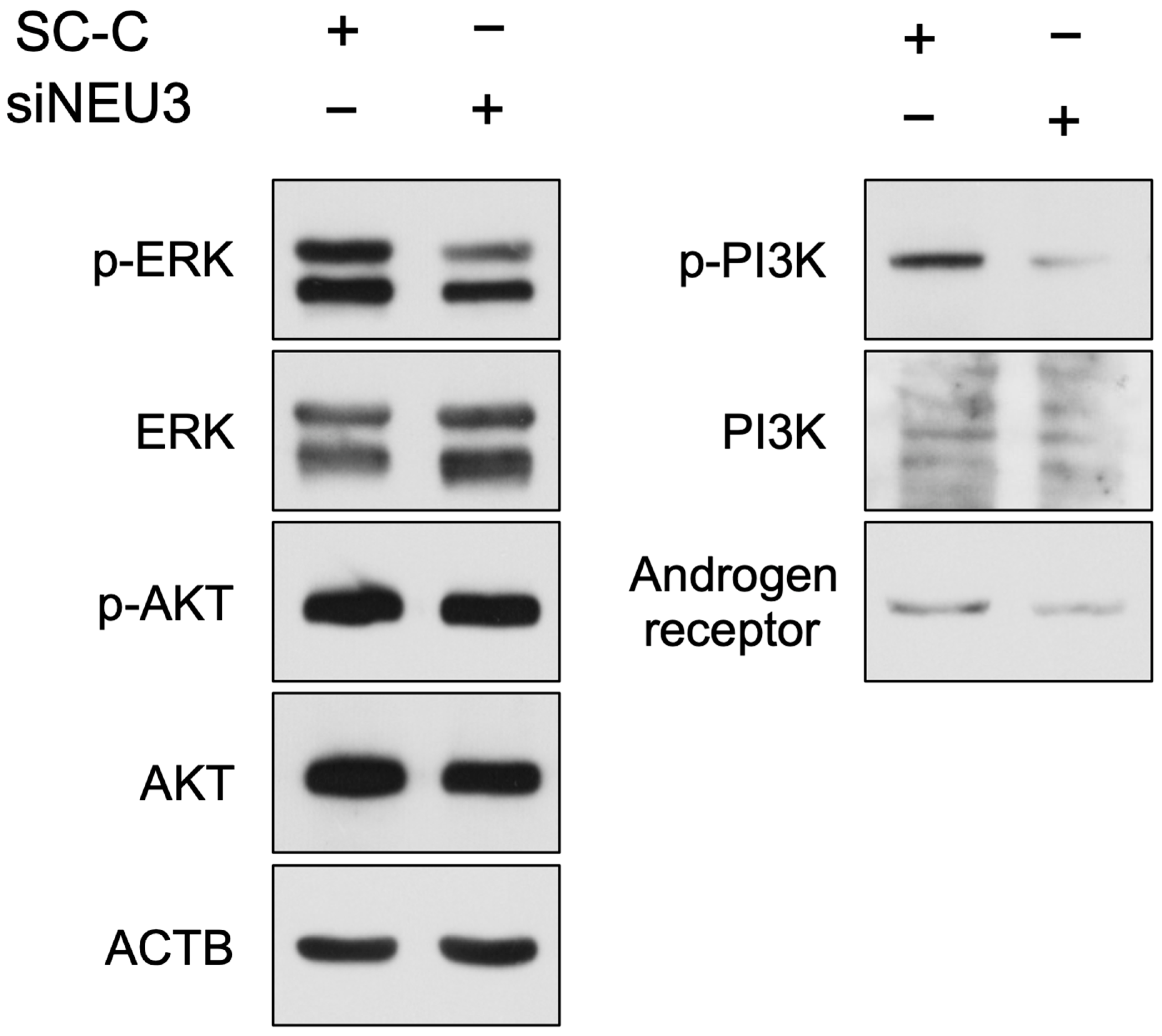 Biomedicines 12 00192 g006