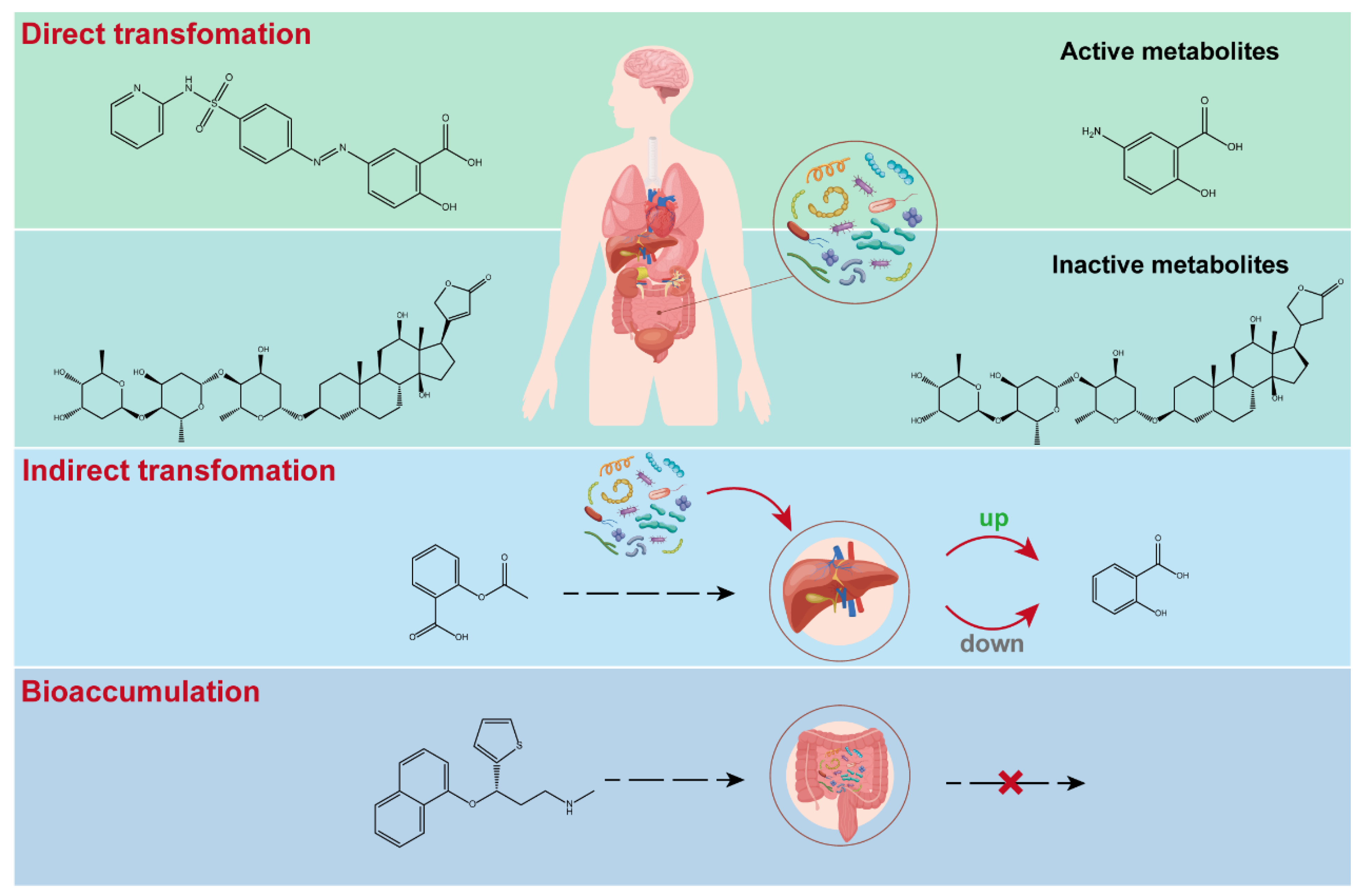 最安値で  Mechanisms and Clinical Implications of Human Gut Microbiota 洗濯洗剤