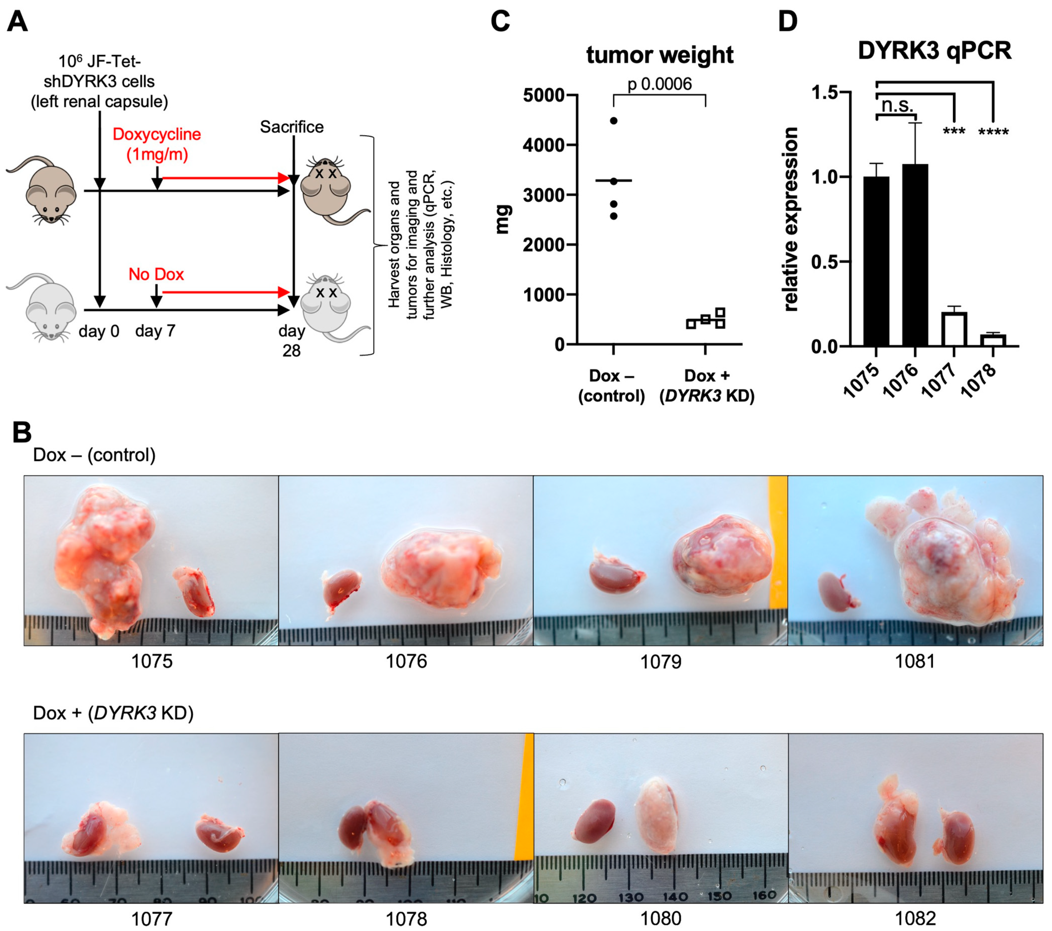 Biomedicines 12 00197 g003
