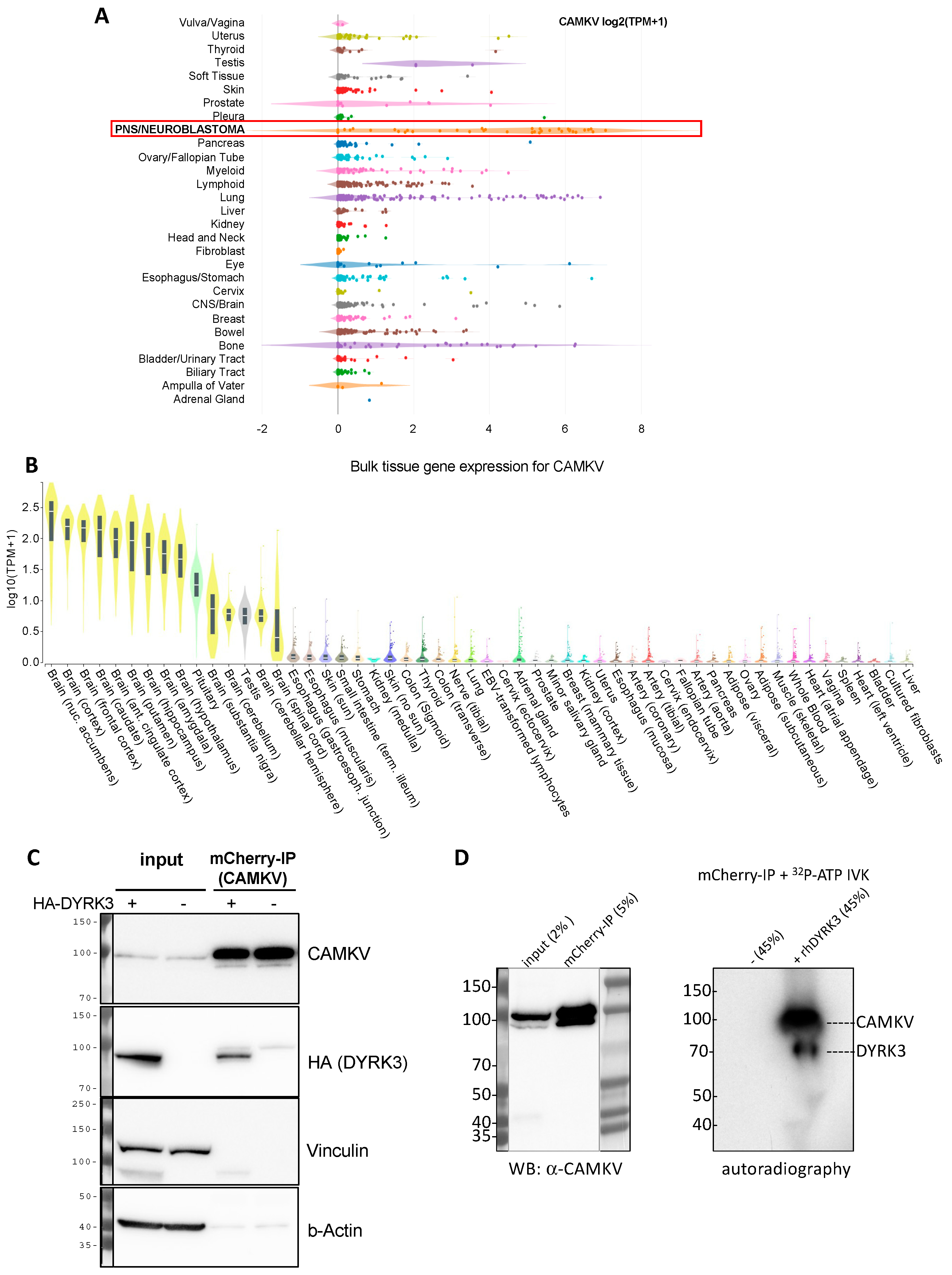 Biomedicines 12 00197 g004