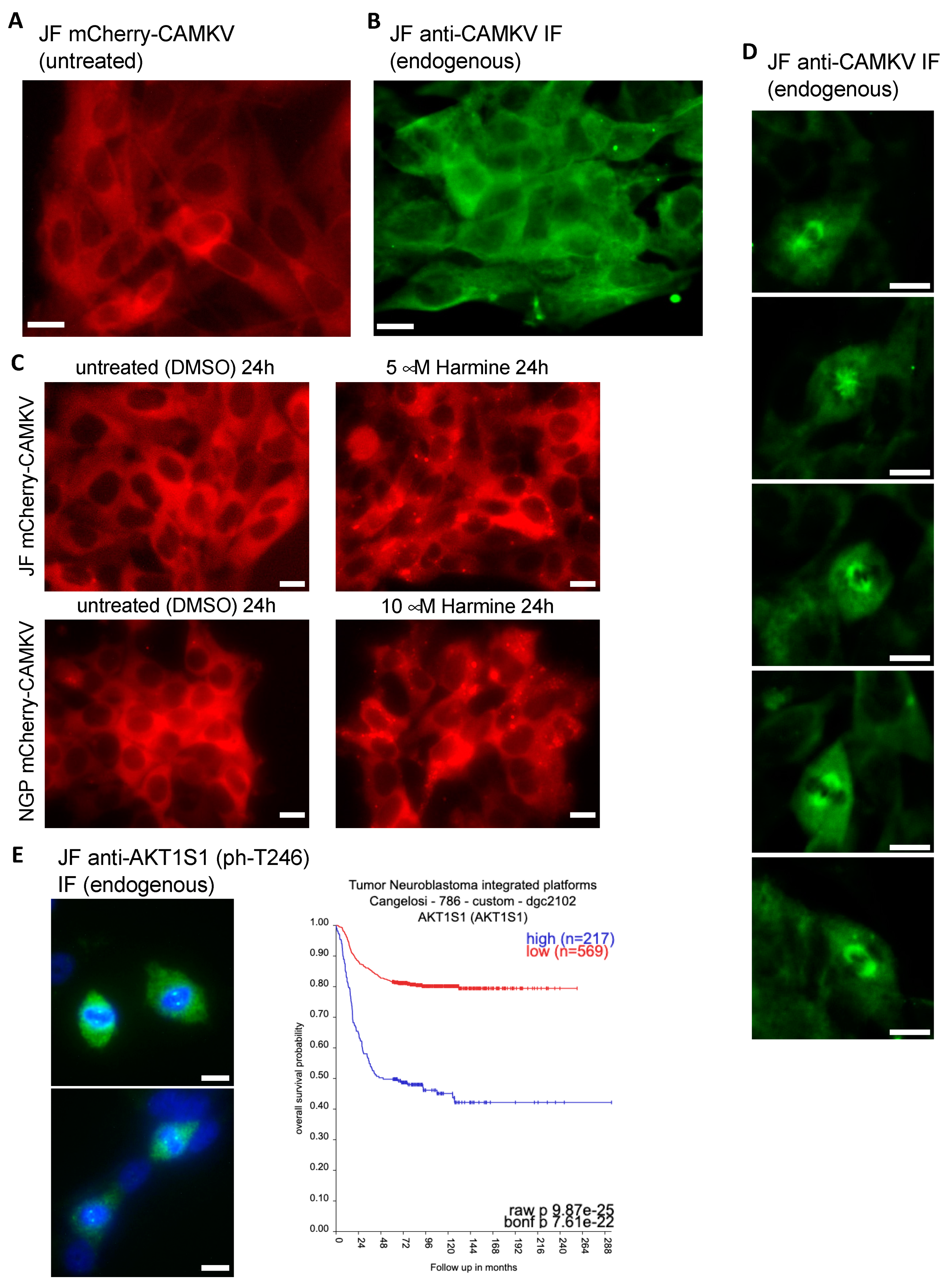 Biomedicines 12 00197 g006