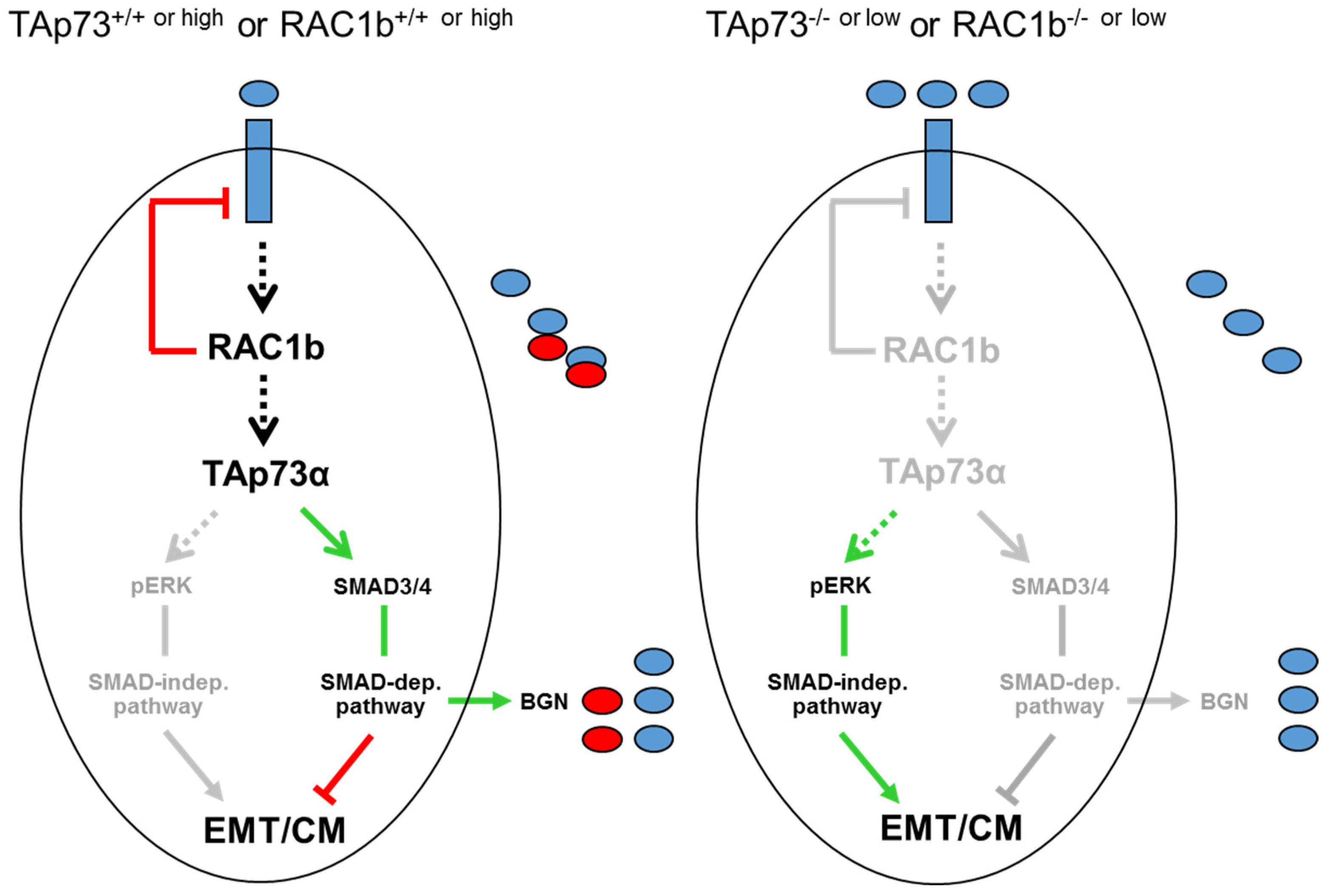 Biomedicines 12 00199 g008