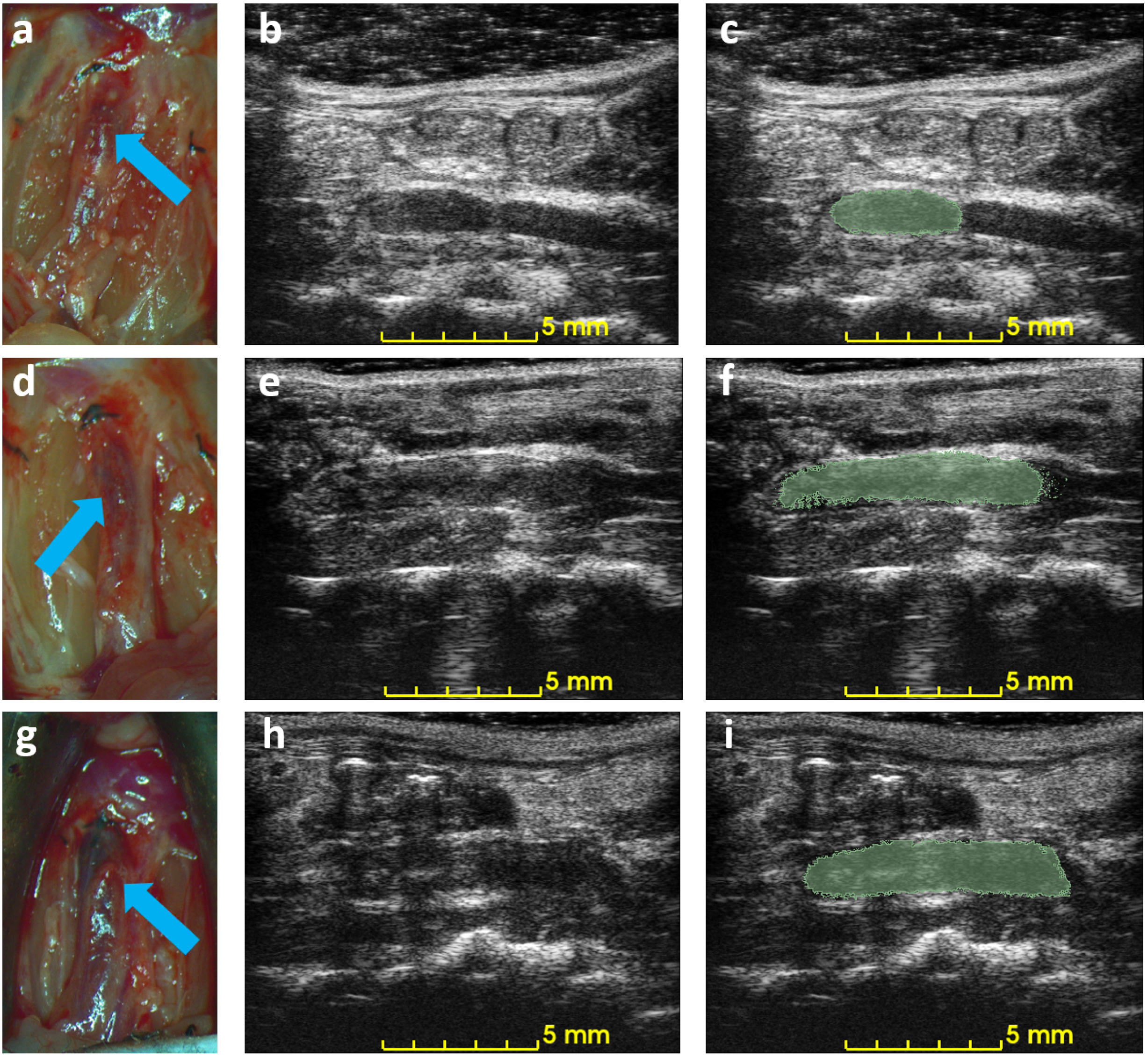 Biomedicines 12 00200 g006