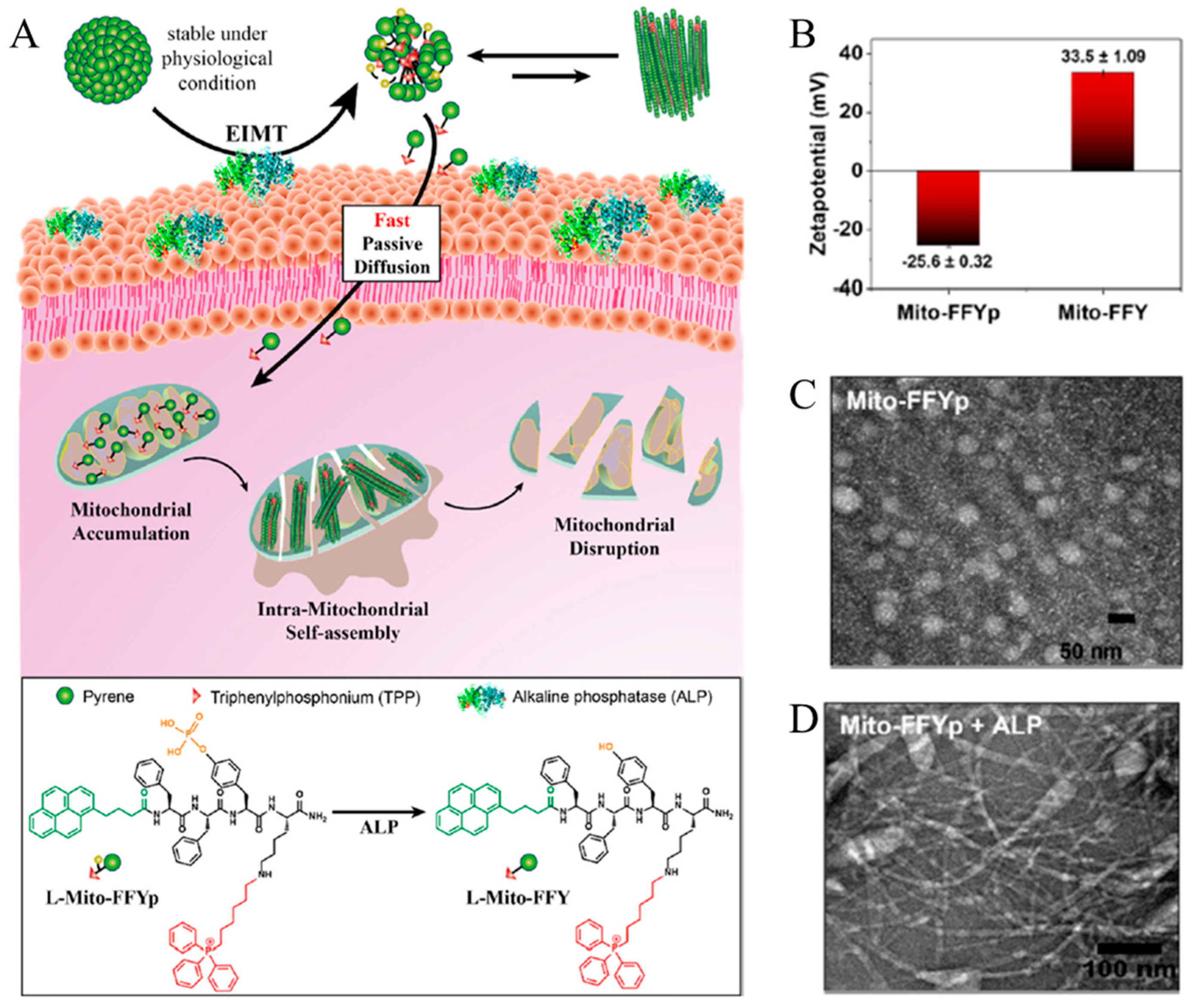 Biomedicines 12 00202 g004