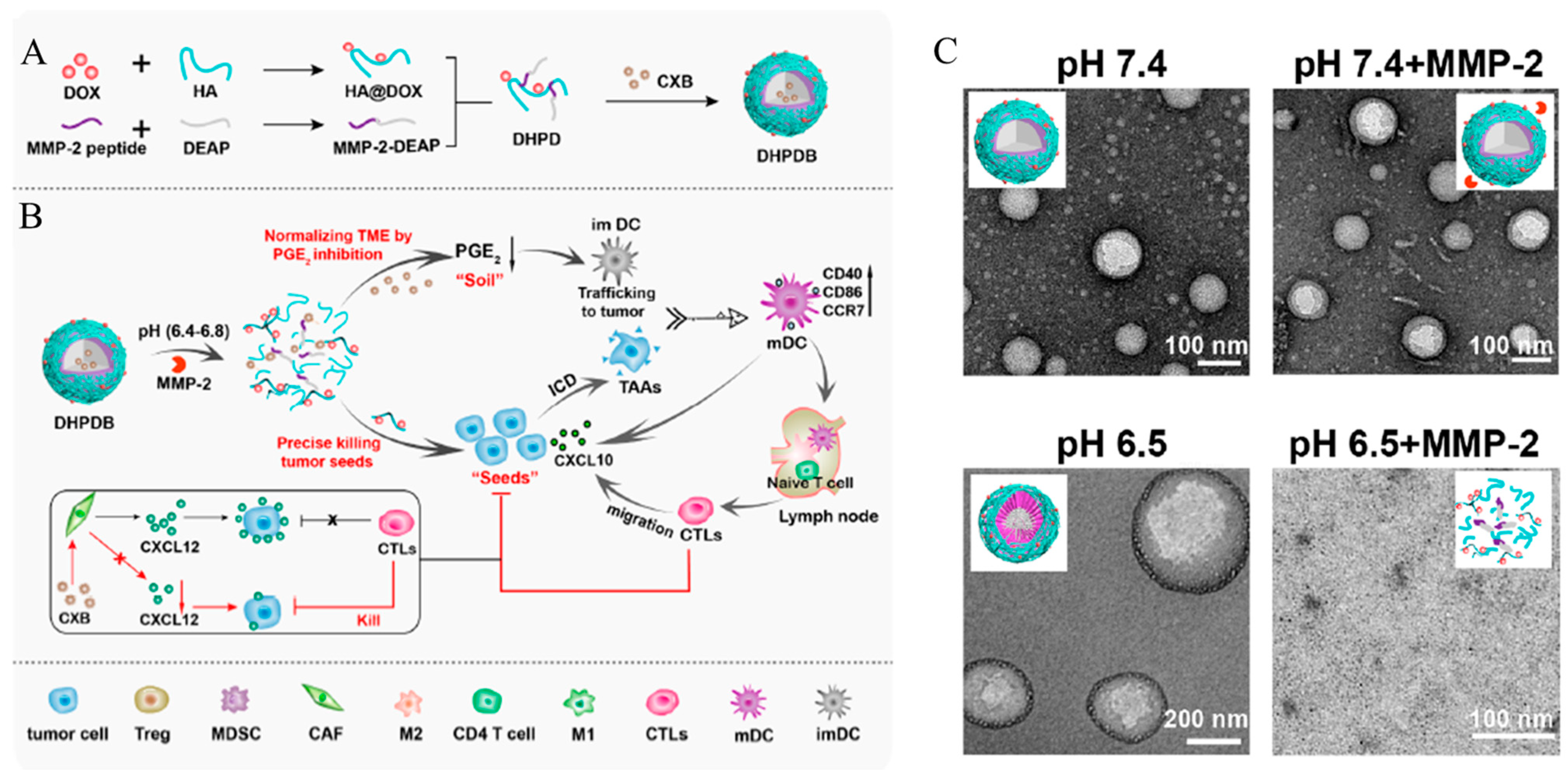 Biomedicines 12 00202 g006