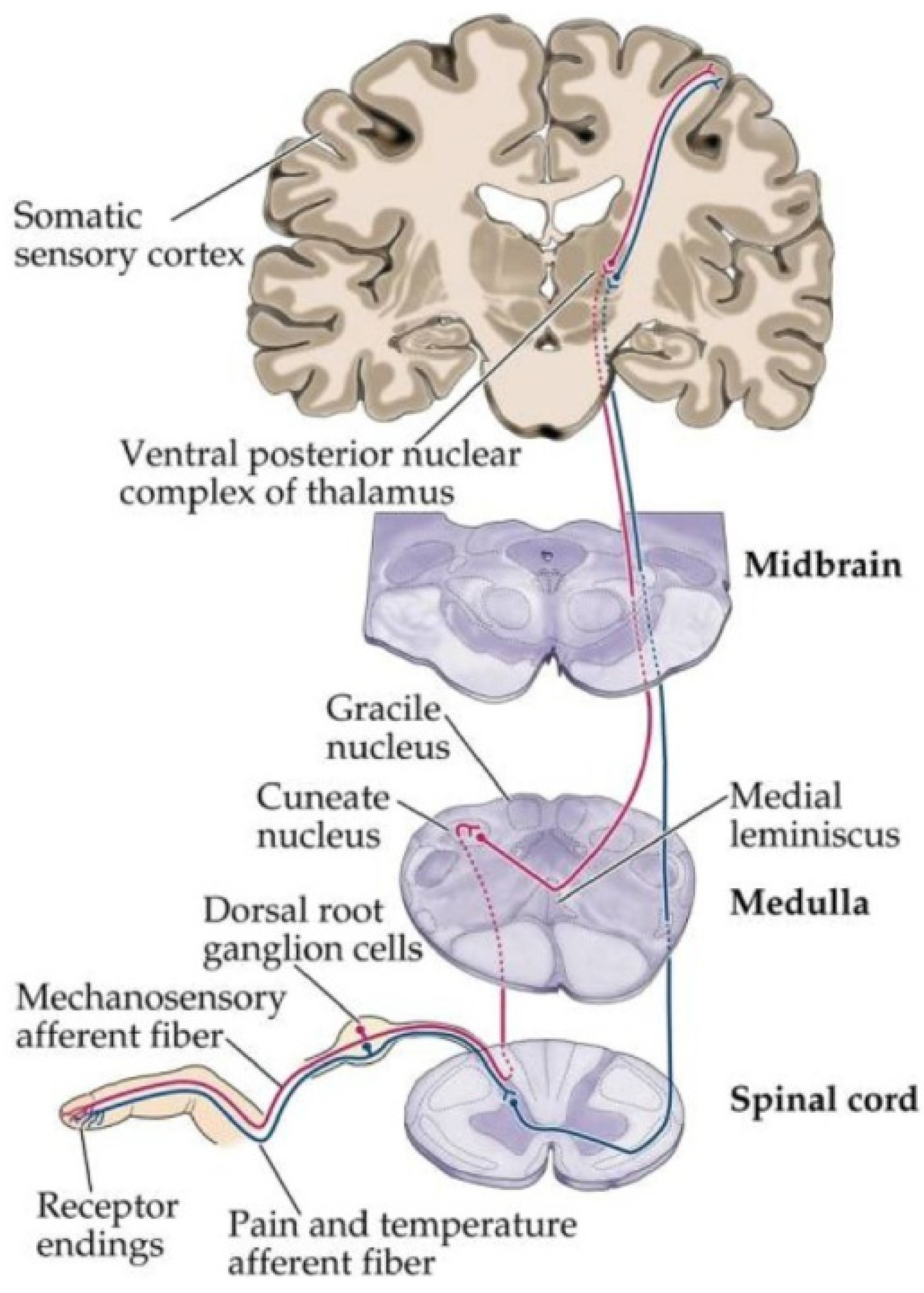 Biomedicines 12 00204 g001