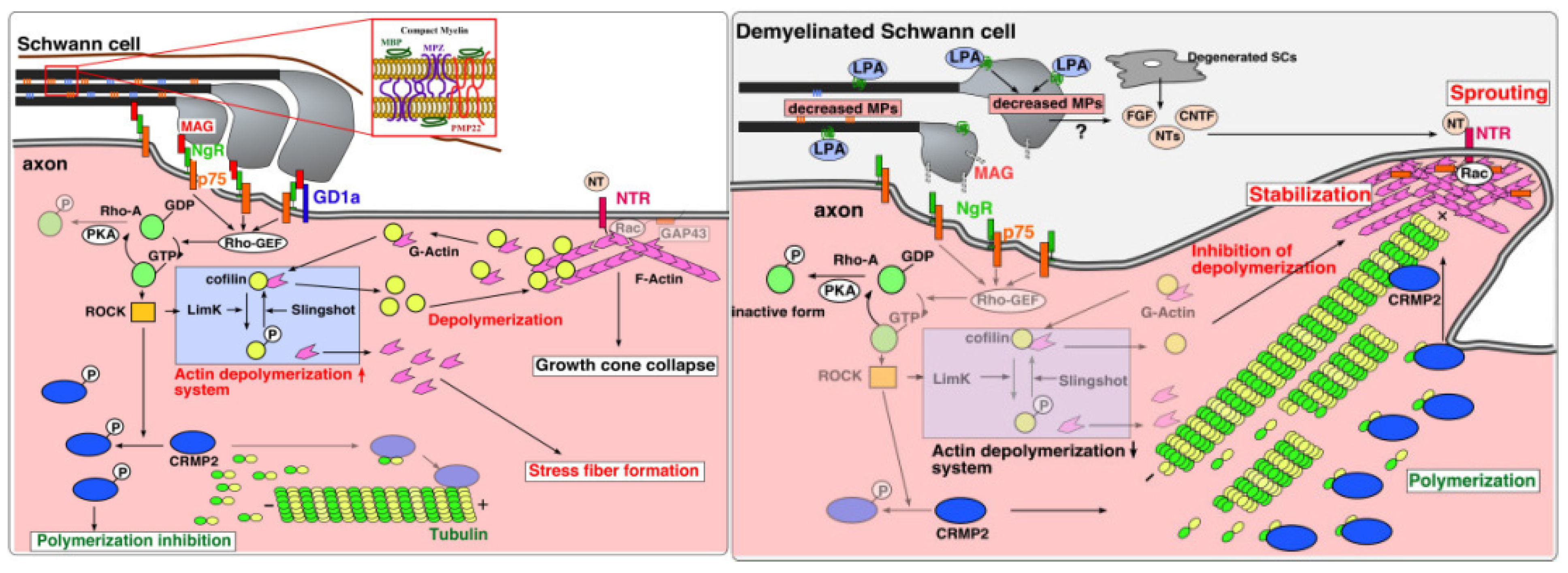 Biomedicines 12 00204 g002