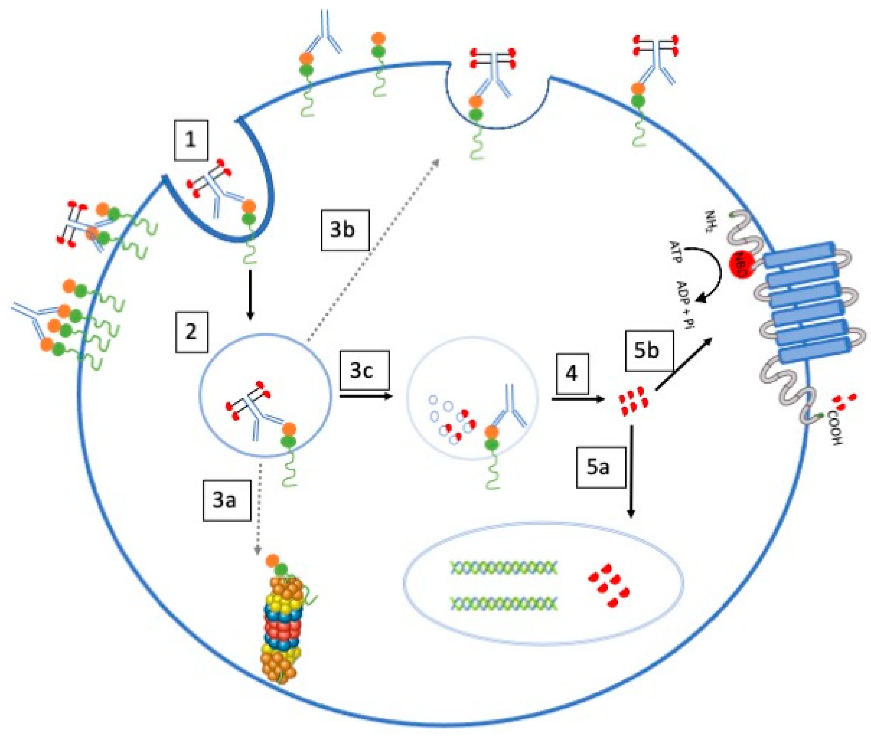 Biomedicines 12 00208 g003