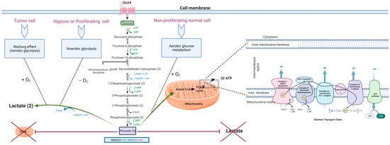 Targeting the Metabolic Paradigms in Cancer and Diabetes