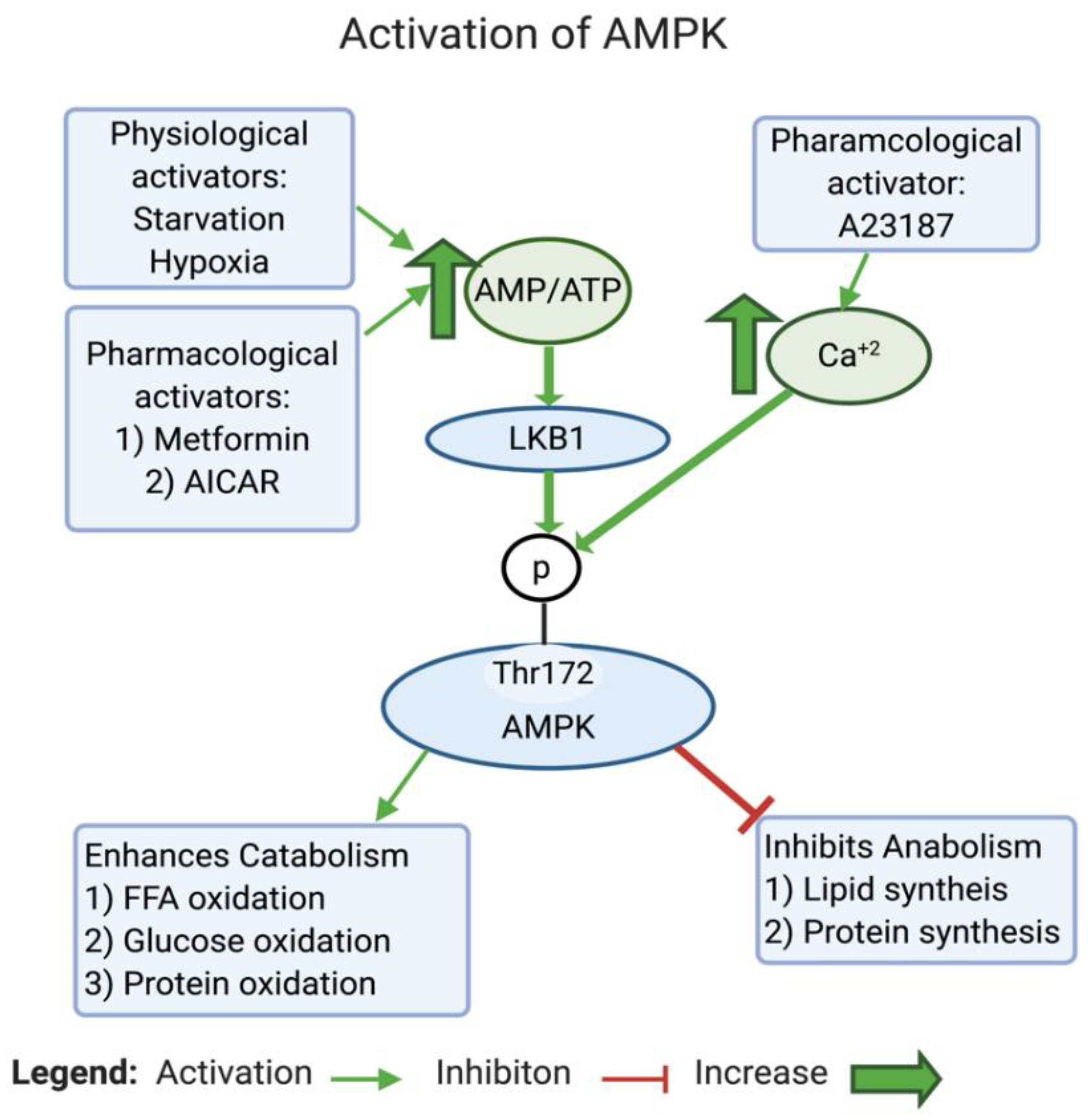 Biomedicines 12 00211 g004
