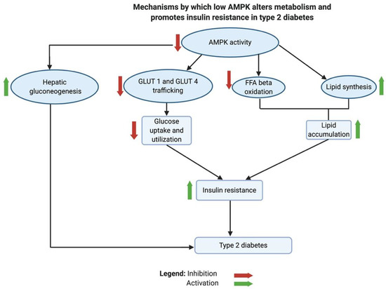 Targeting the Metabolic Paradigms in Cancer and Diabetes Targeting the Metabolic Paradigms in Cancer and Diabetes