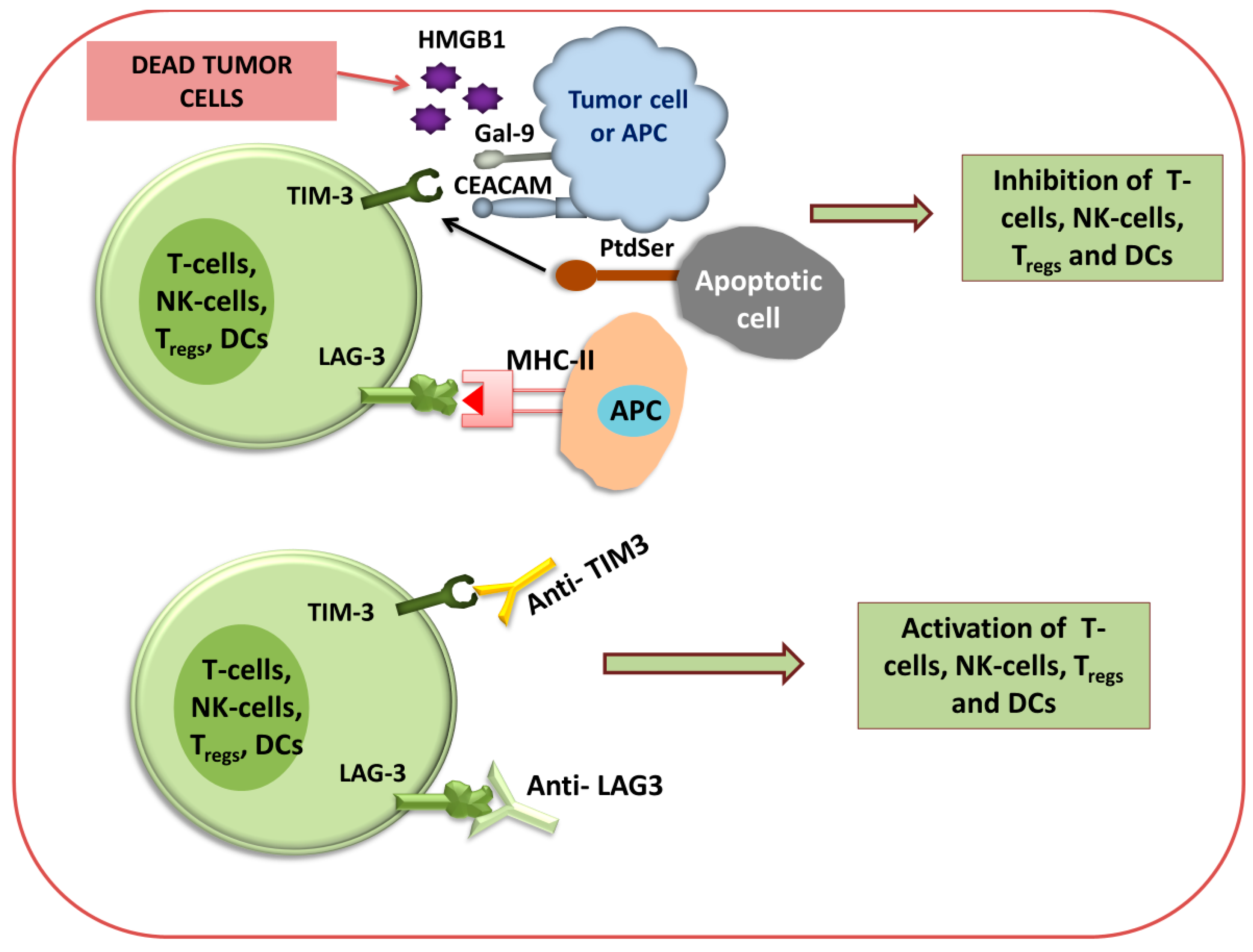 Modulation of Tumor Immunogenicity | Encyclopedia MDPI