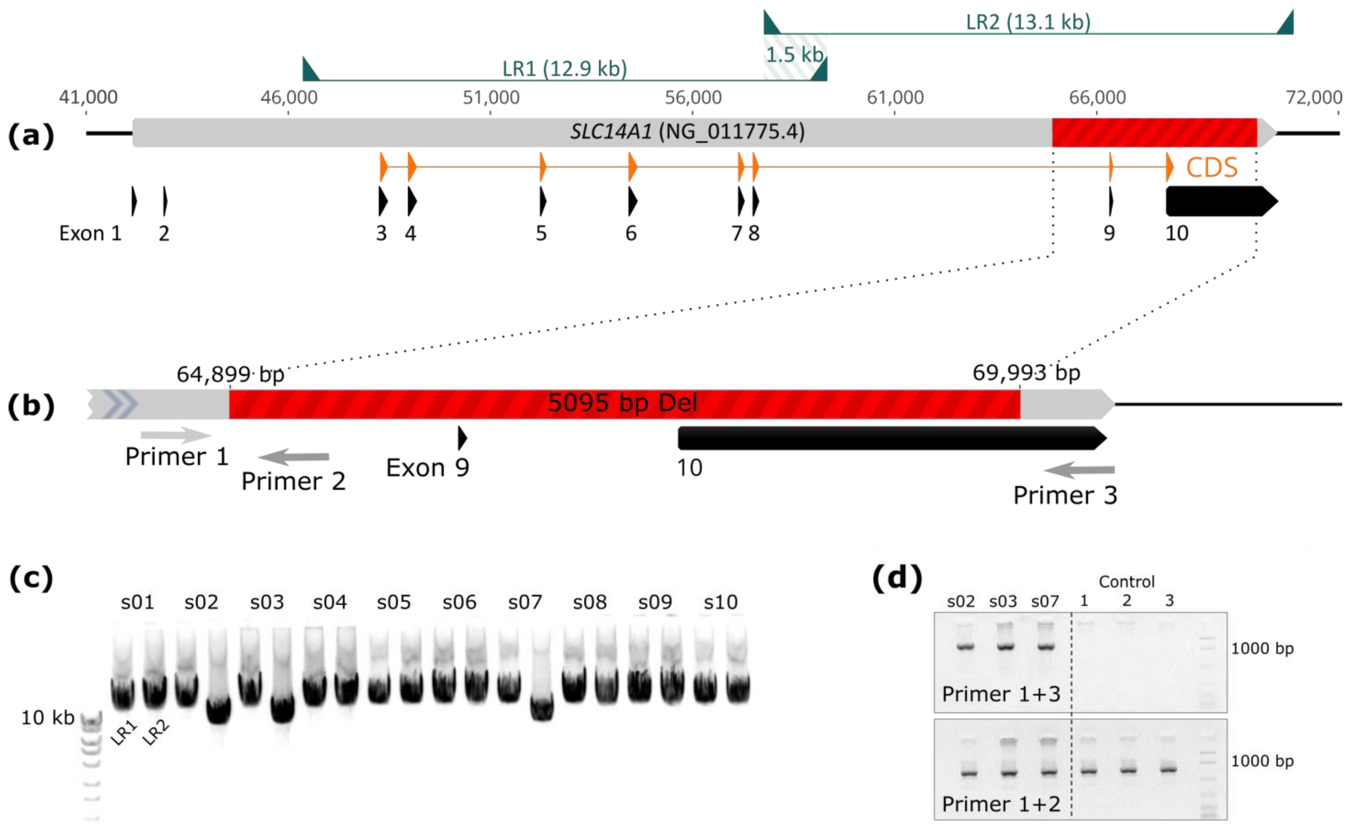 Biomedicines 12 00225 g002