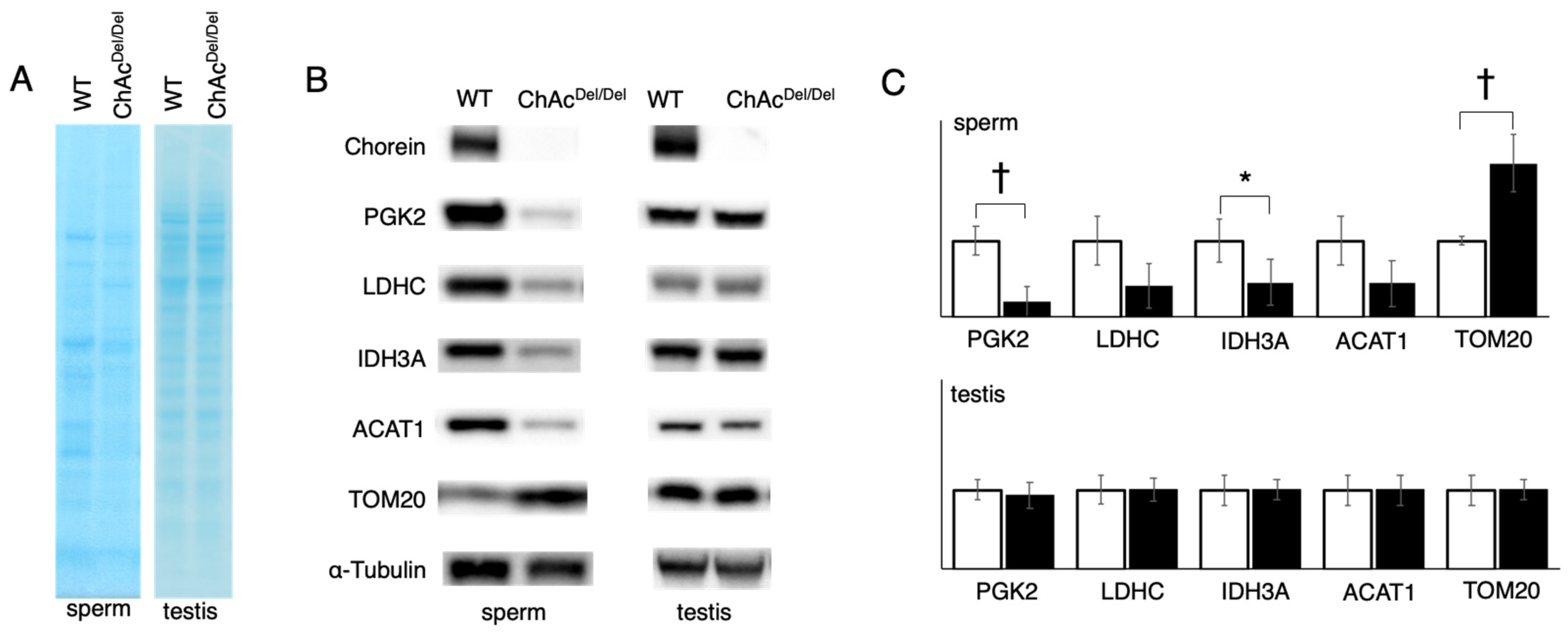Biomedicines 12 00240 g003