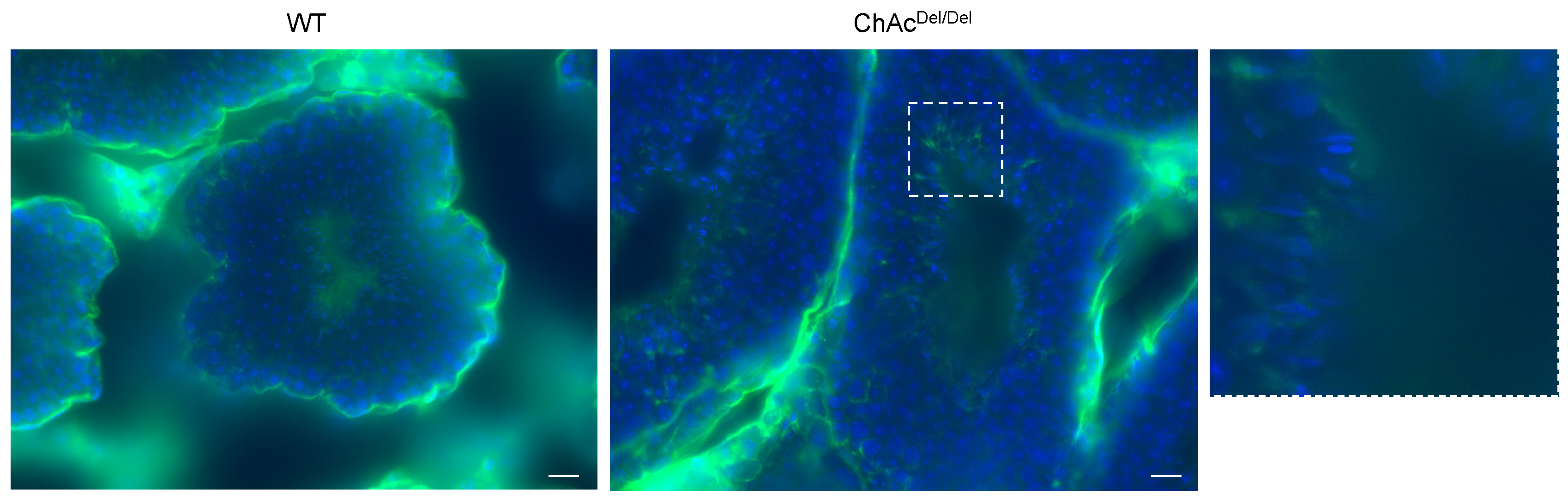 Biomedicines 12 00240 g006