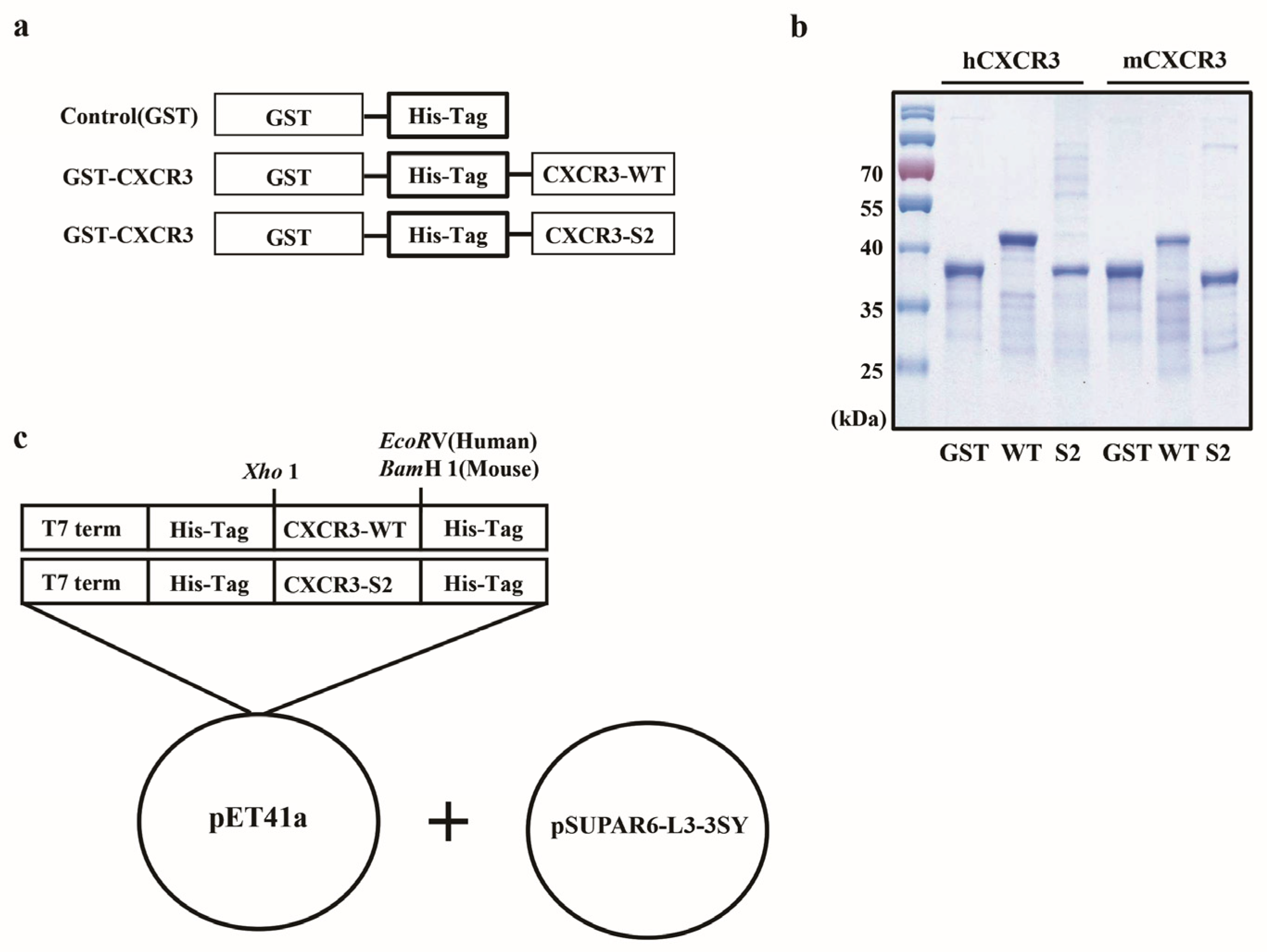 Biomedicines 12 00241 g001 Biomedicines 12 00241 g001