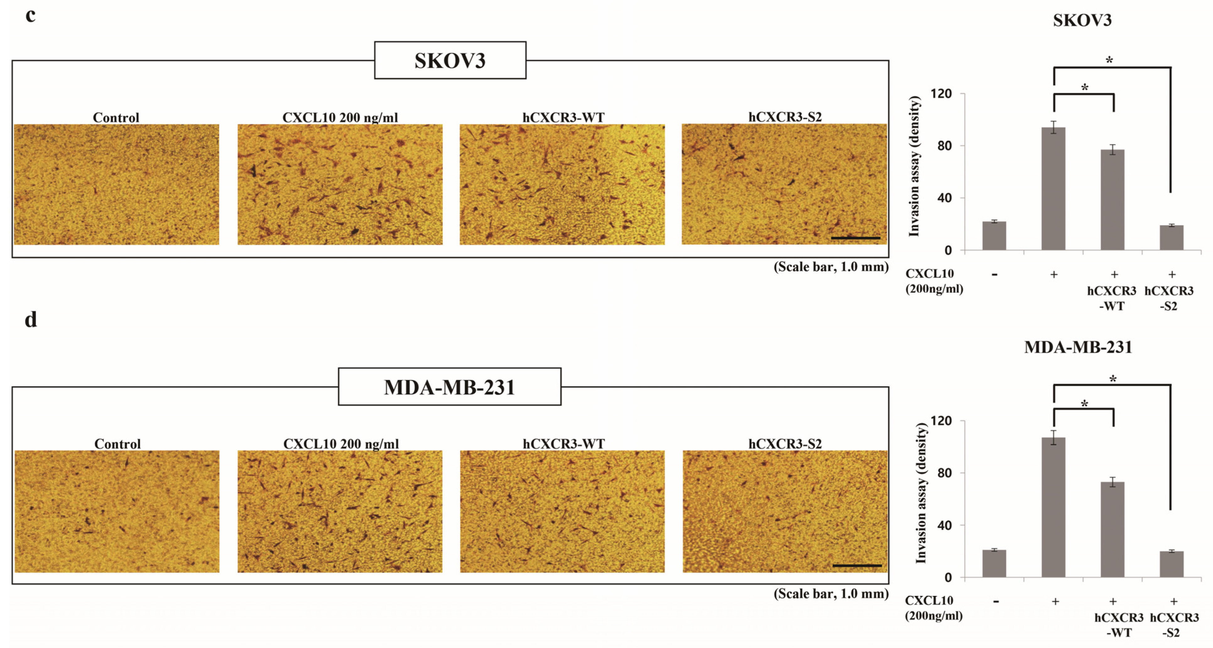 Biomedicines 12 00241 g002b Biomedicines 12 00241 g002b