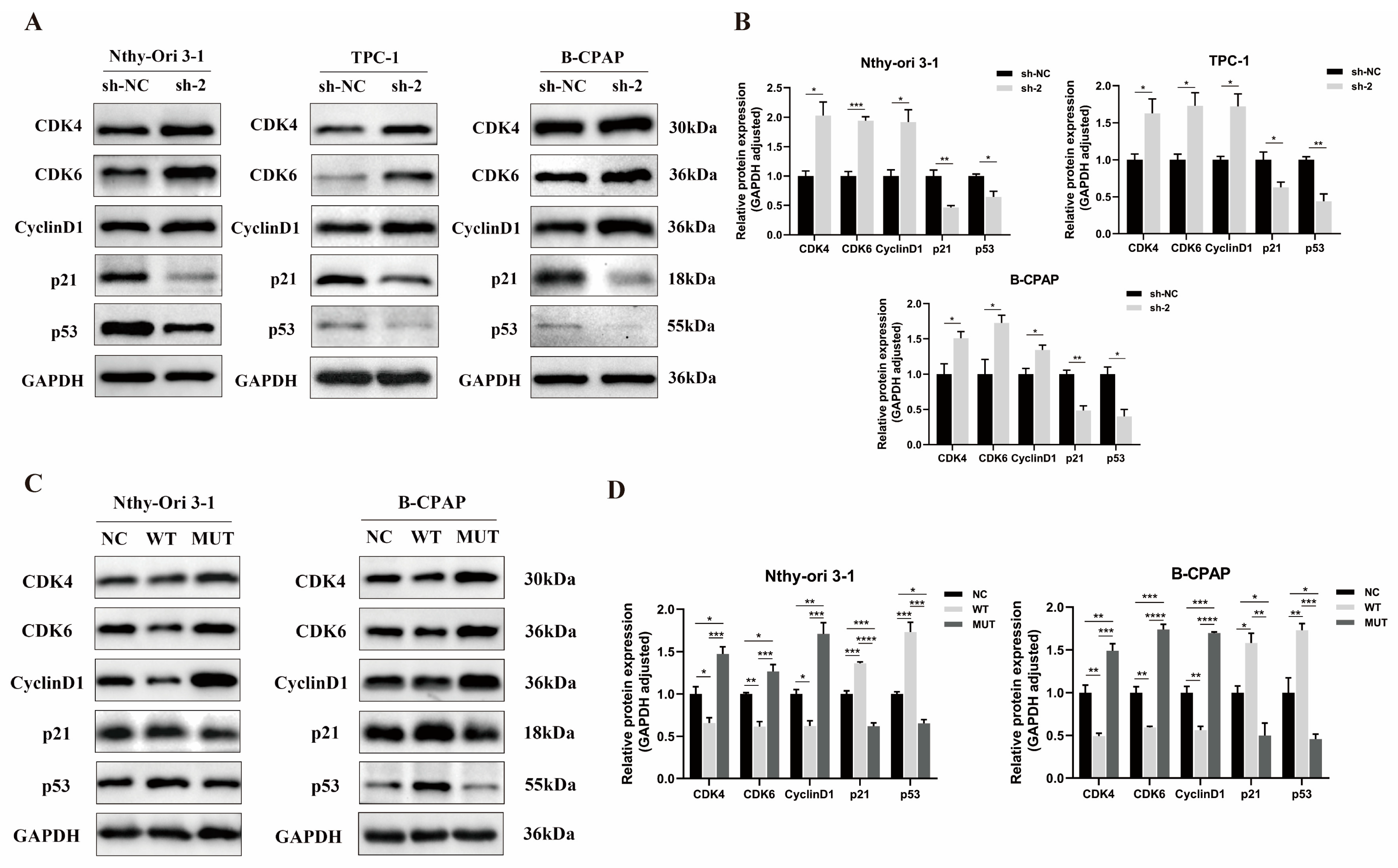 Biomedicines 12 00244 g005 Biomedicines 12 00244 g005
