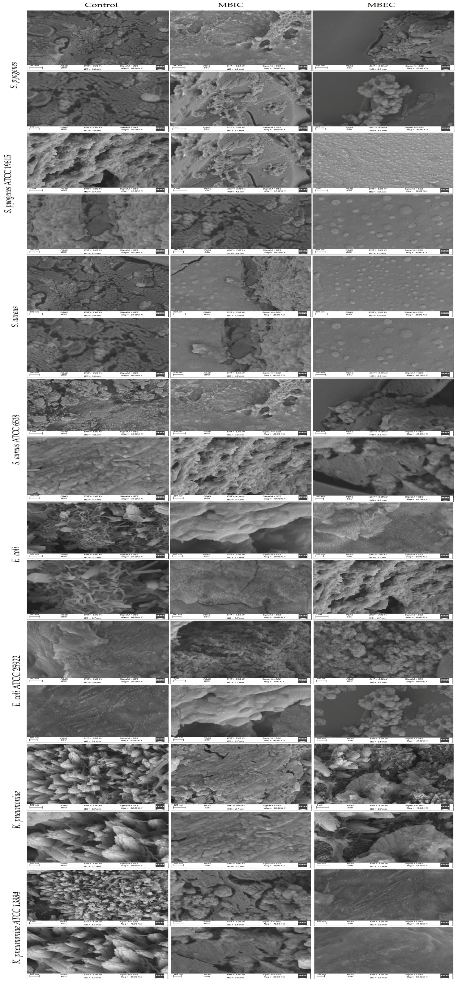Biomedicines 12 00251 g003
