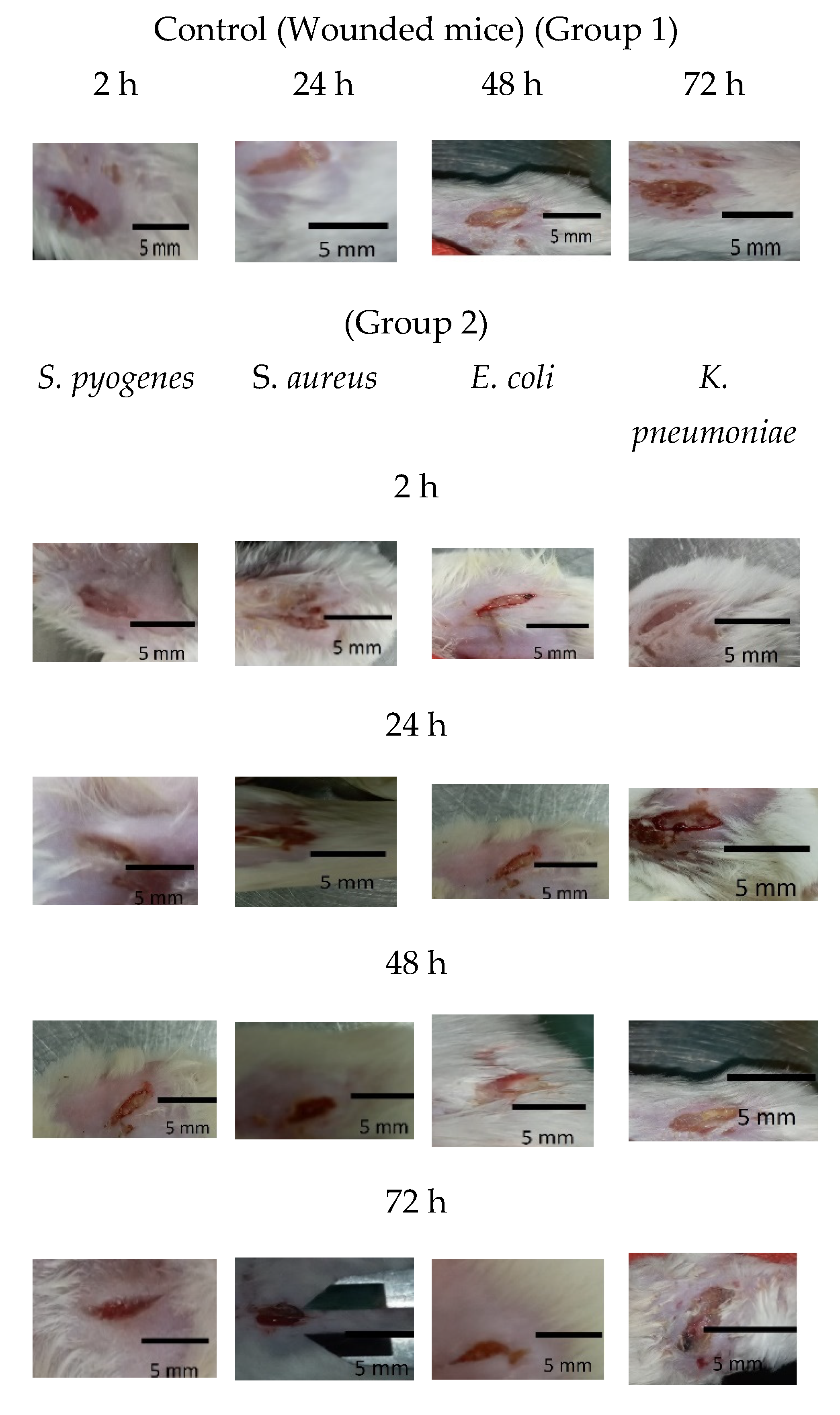Biomedicines 12 00251 g005a