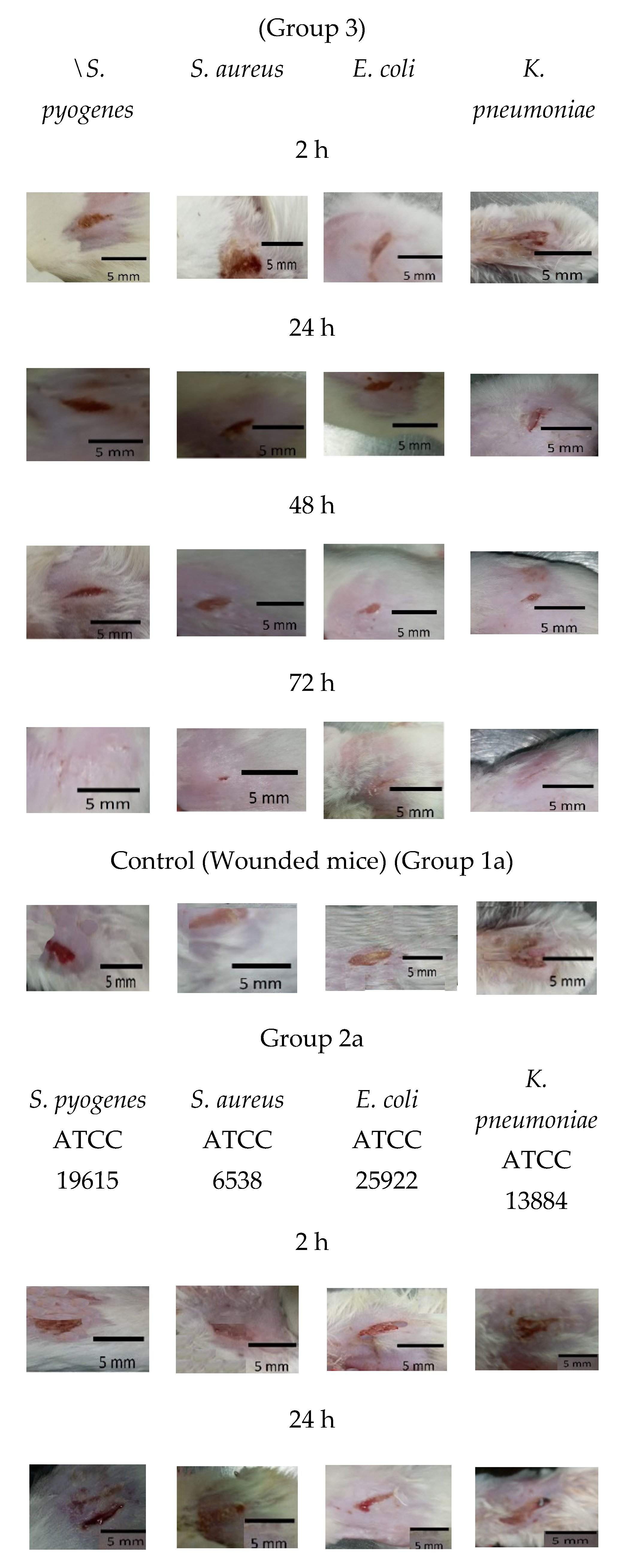 Biomedicines 12 00251 g005b