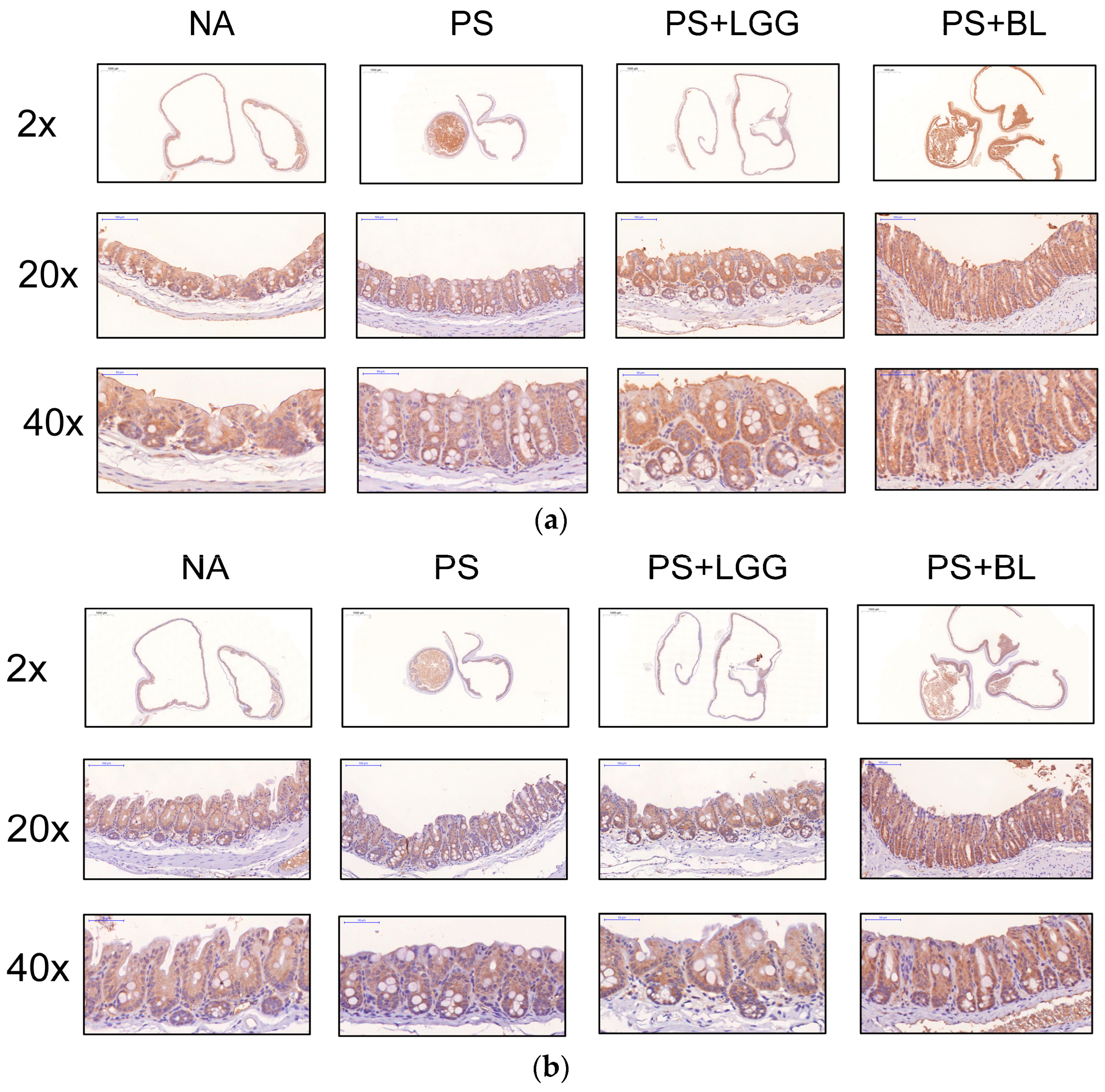 Biomedicines 12 00253 g004a