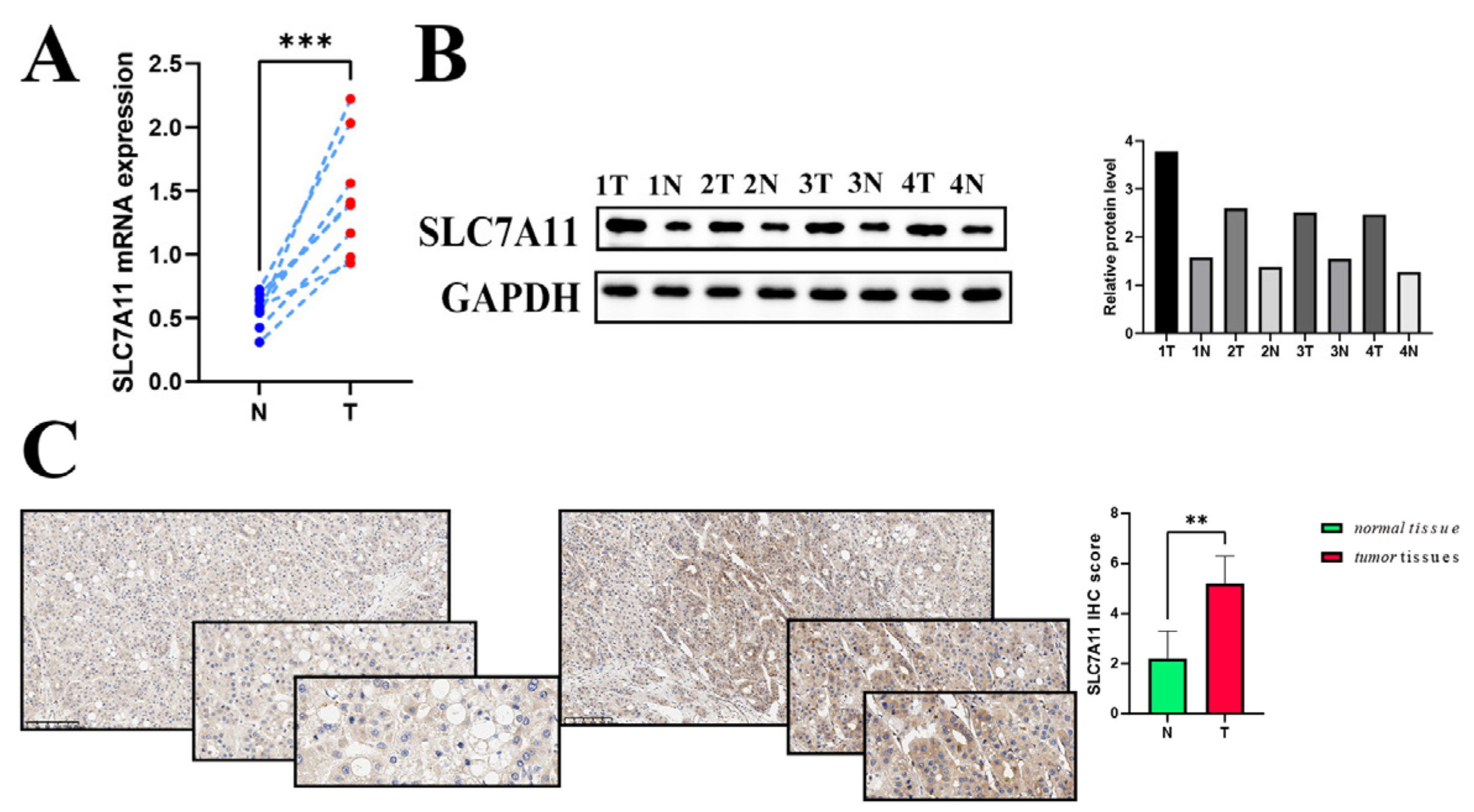Biomedicines 12 00267 g008