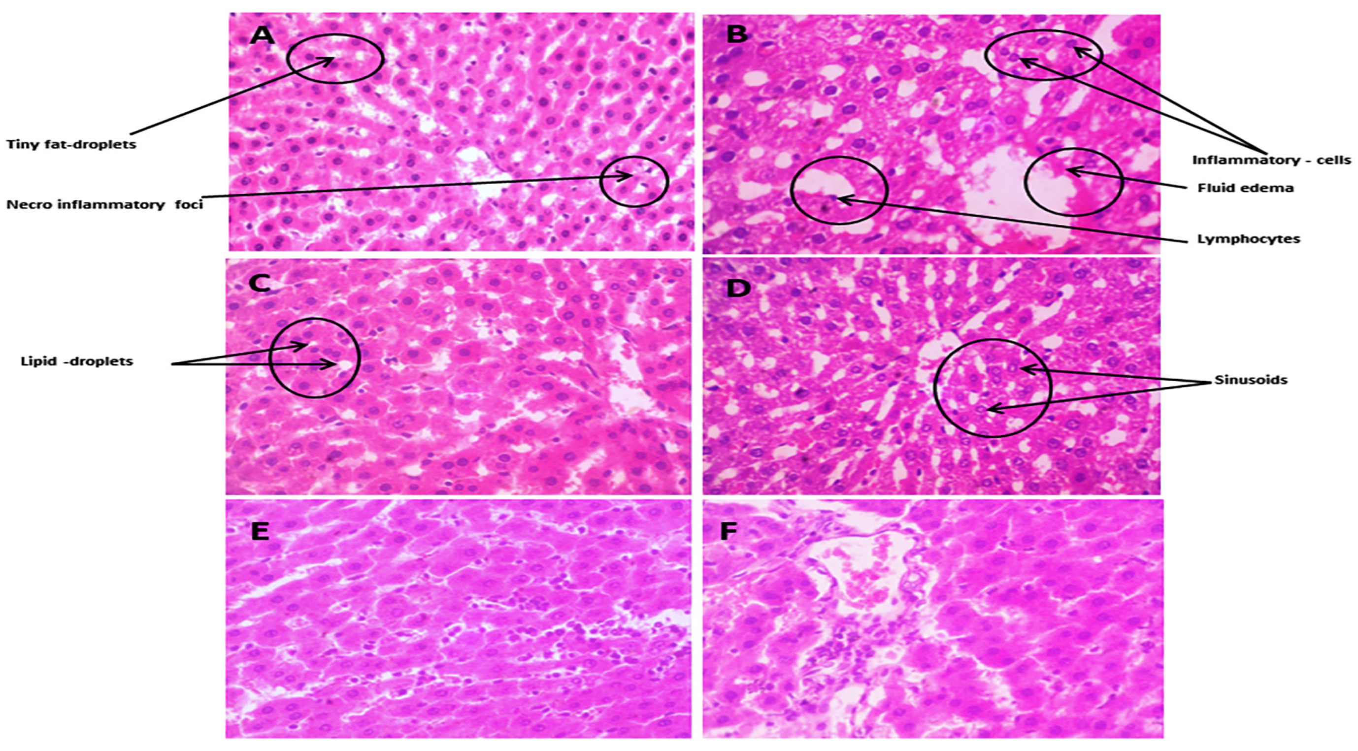 Biomedicines 12 00279 g007