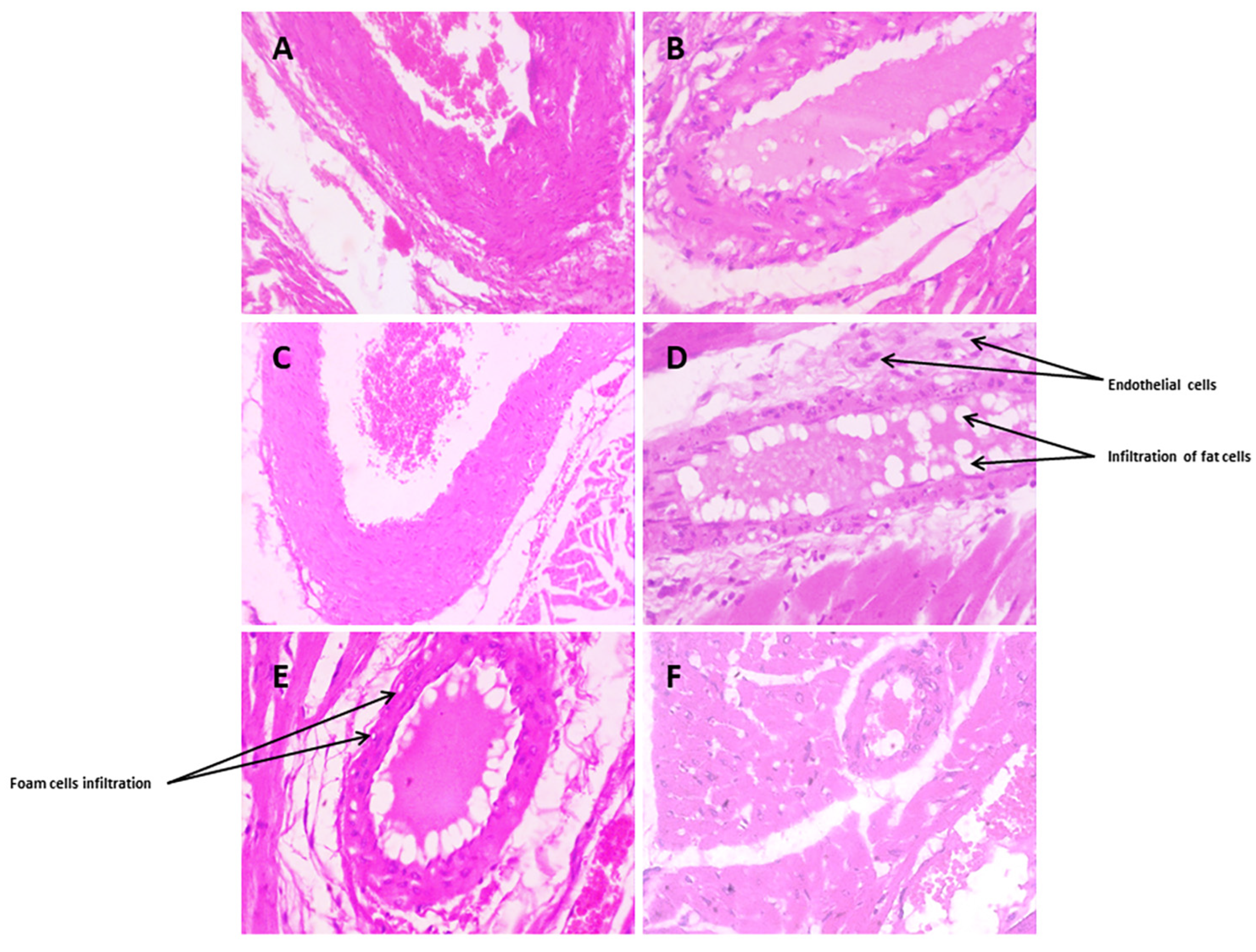 Biomedicines 12 00279 g010
