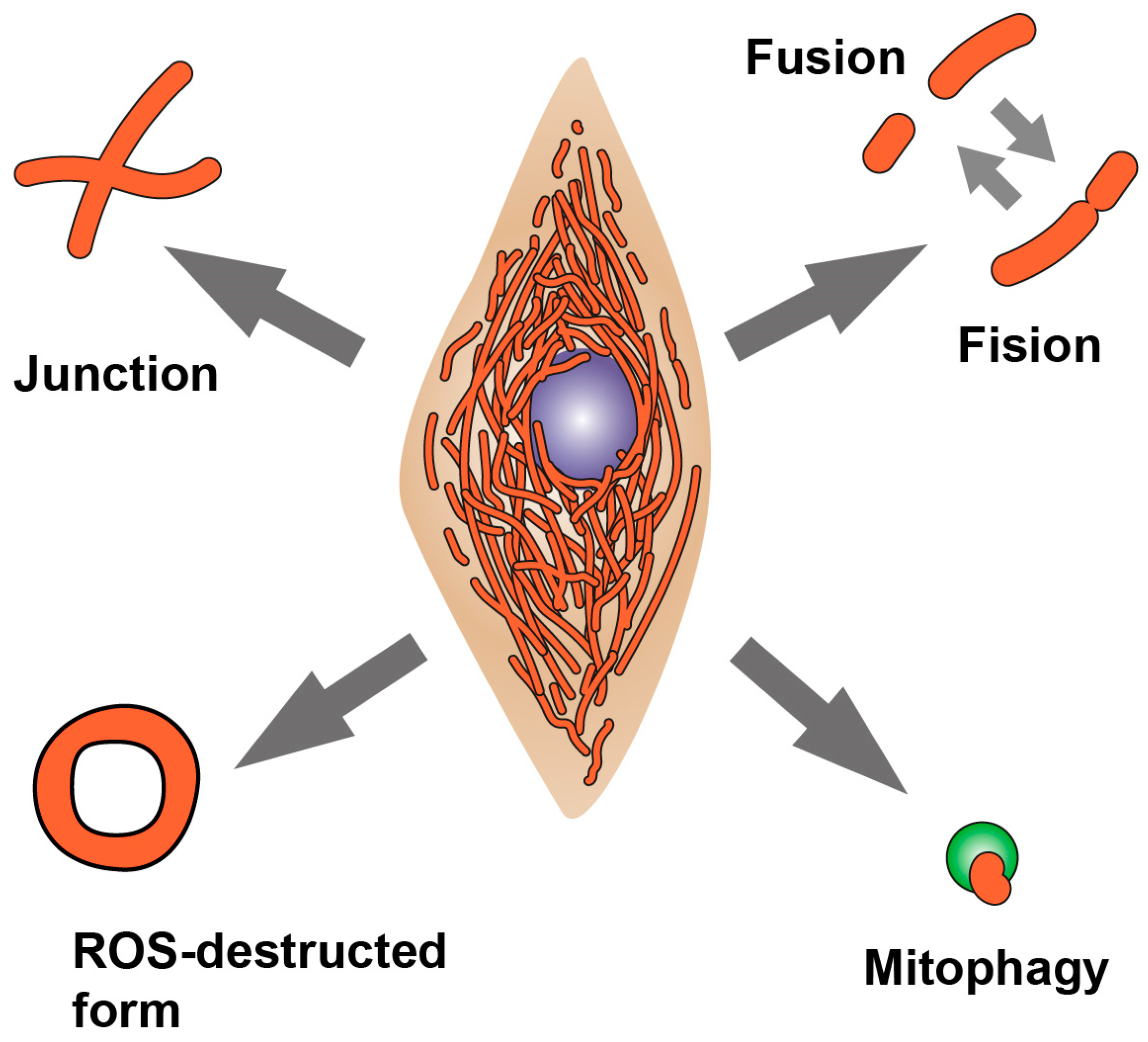 Biomedicines 12 00282 g001