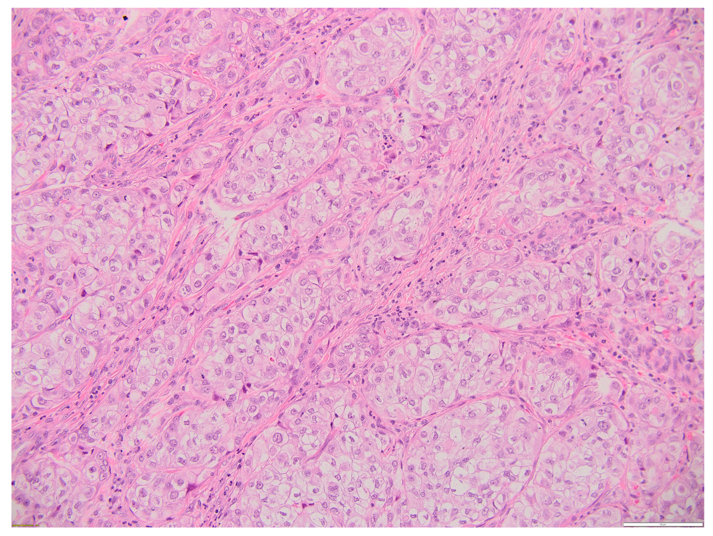 Biomedicines 12 00285 g005