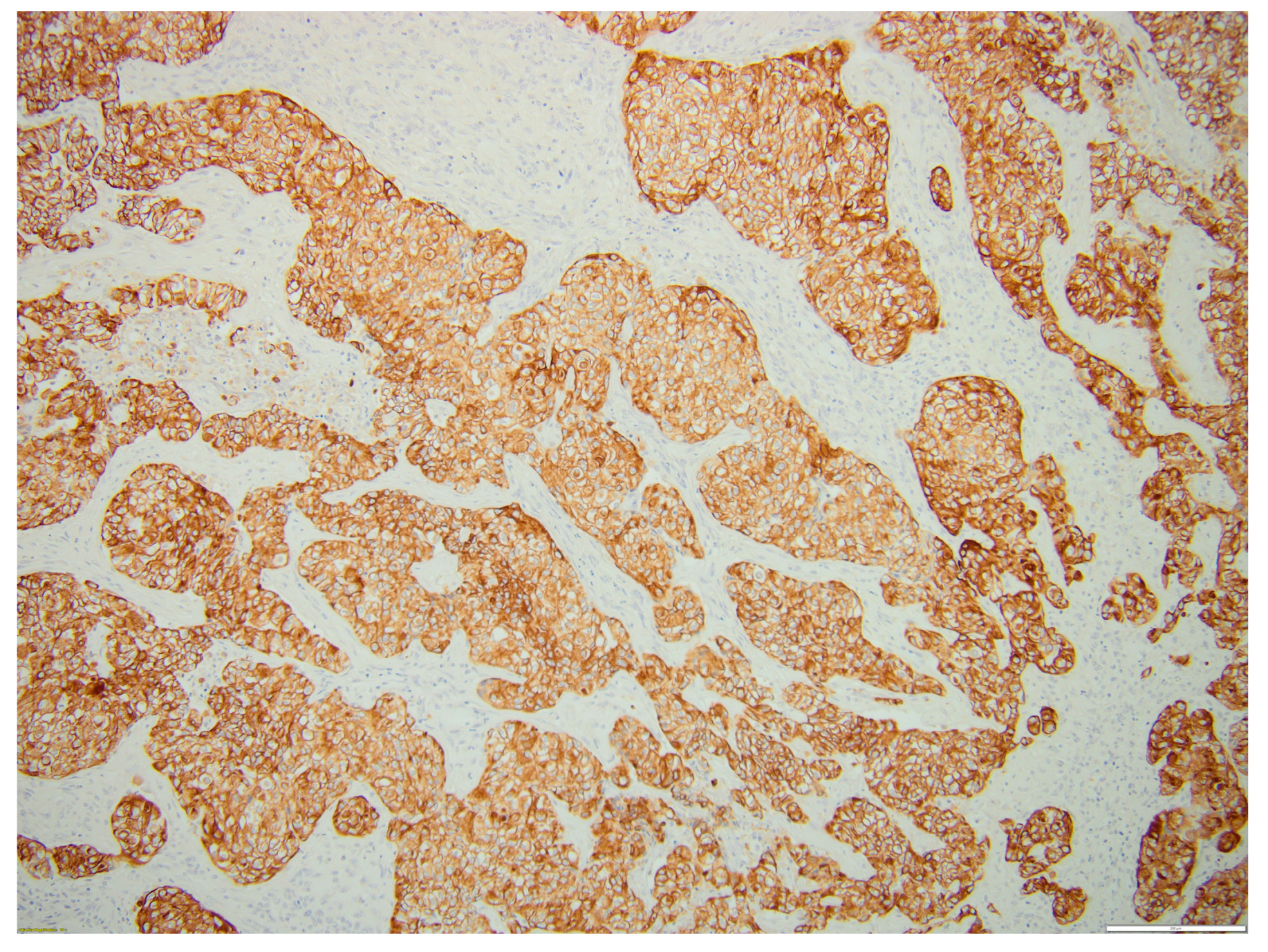 Biomedicines 12 00285 g006