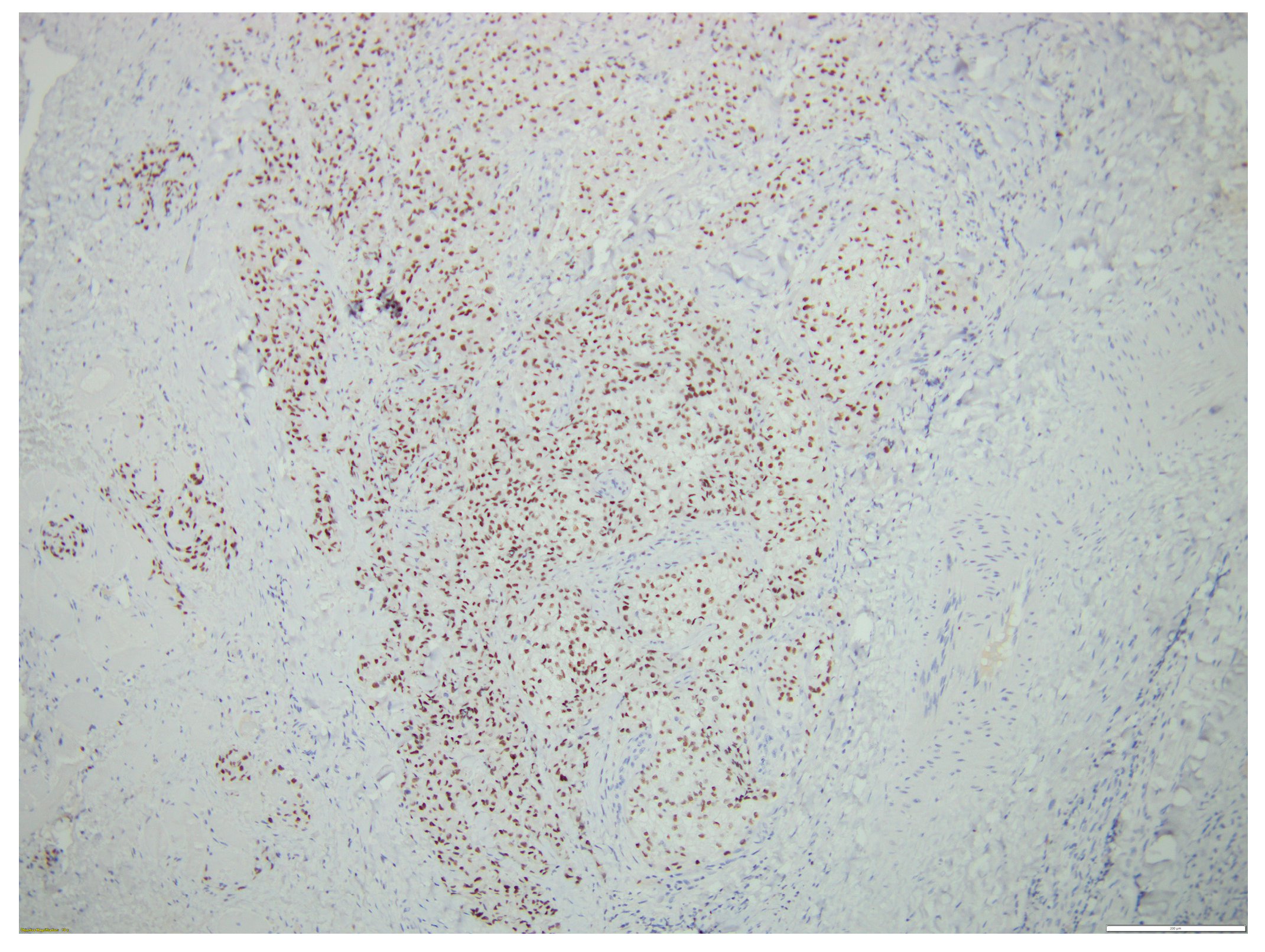 Biomedicines 12 00285 g007