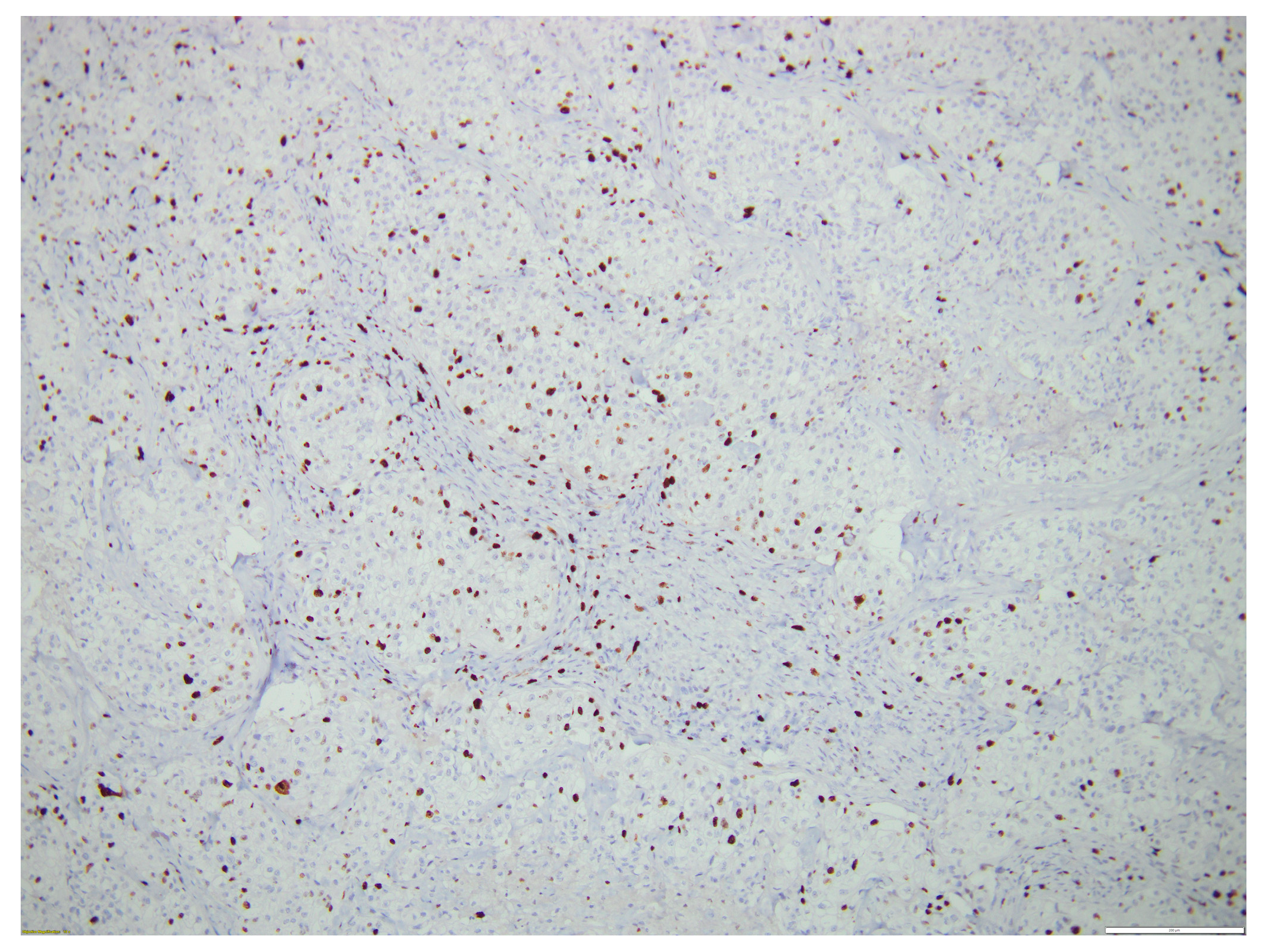 Biomedicines 12 00285 g008