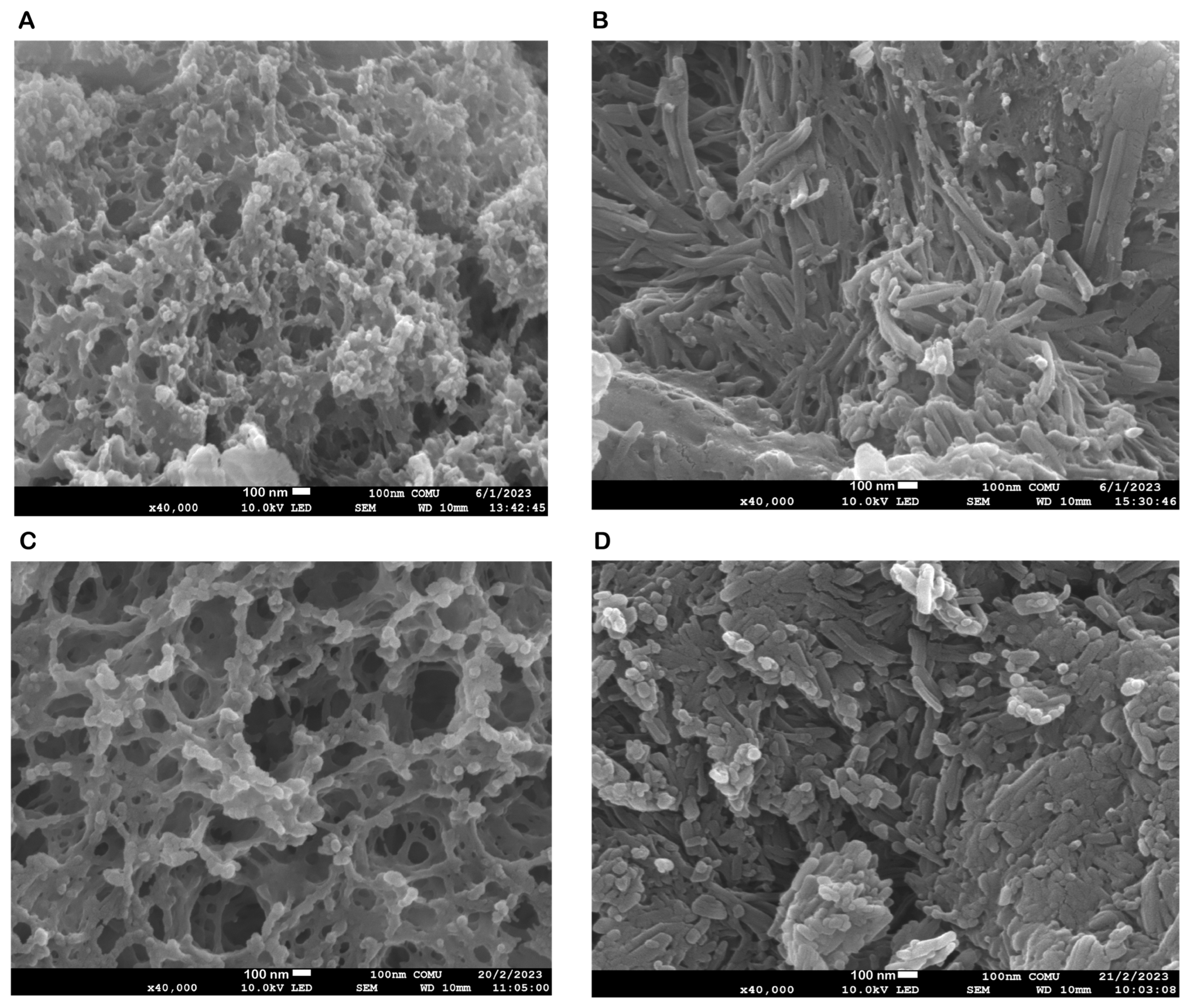 Biomedicines 12 00287 g001