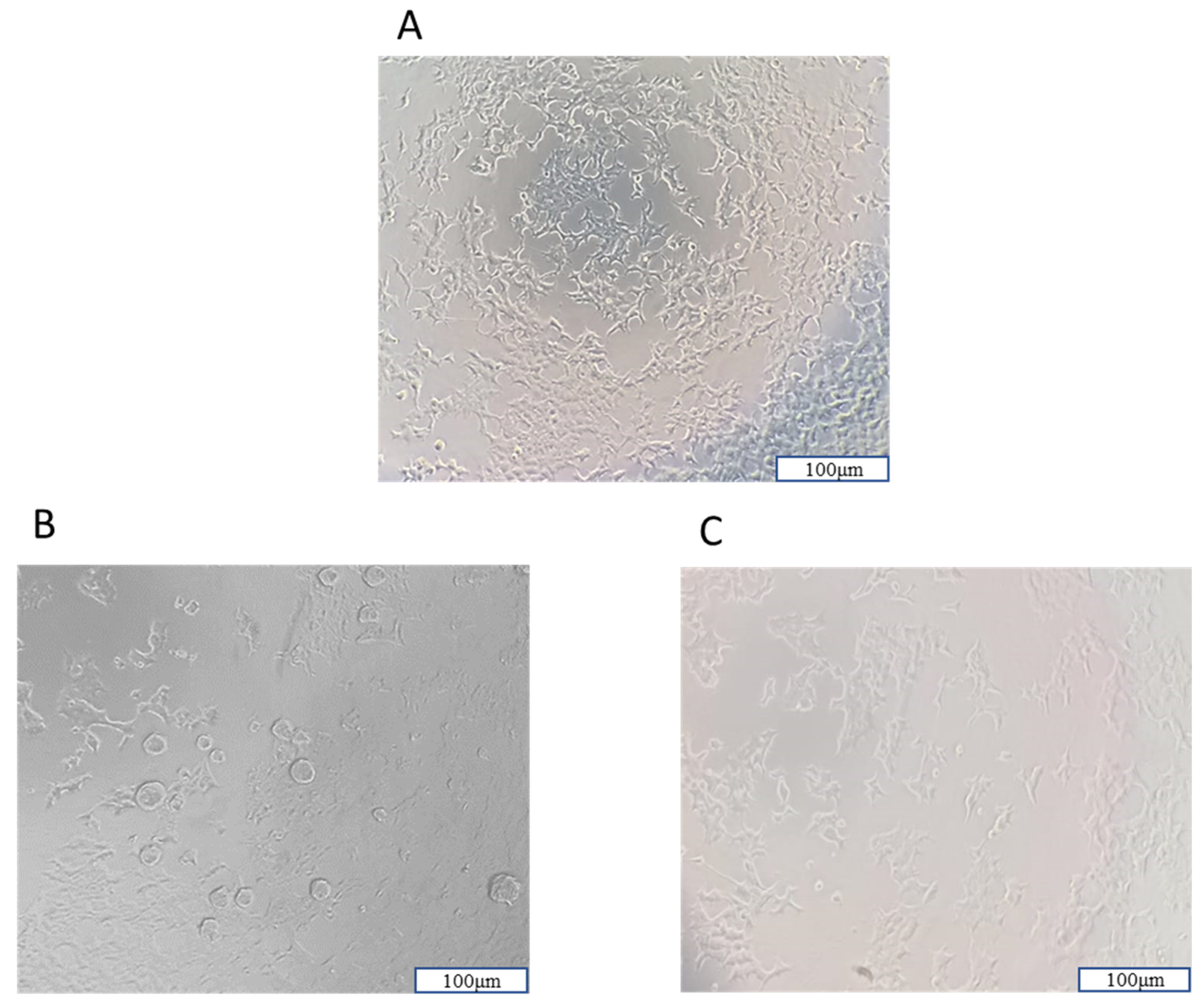 Biomedicines 12 00287 g012