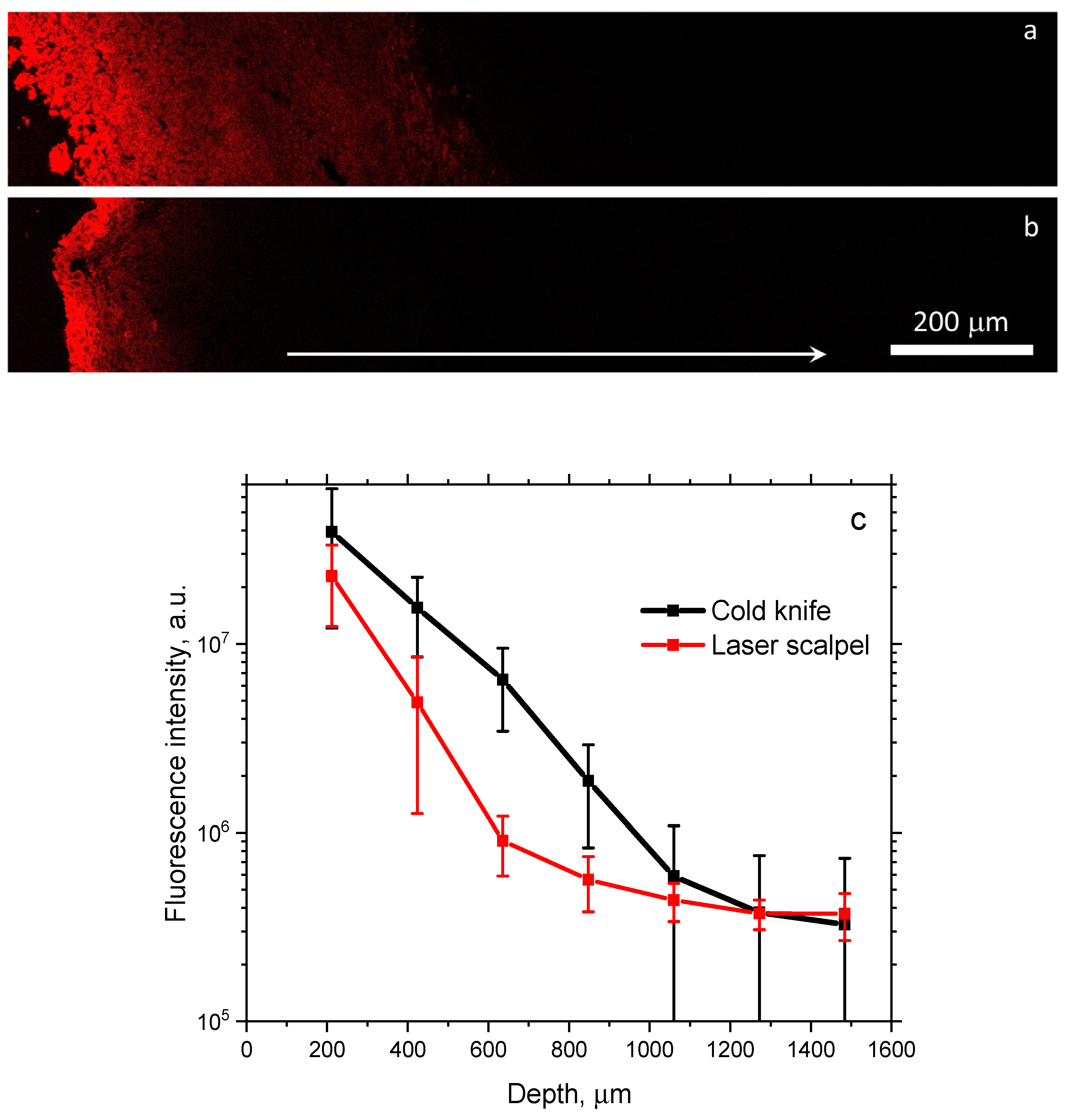 Biomedicines 12 00291 g002