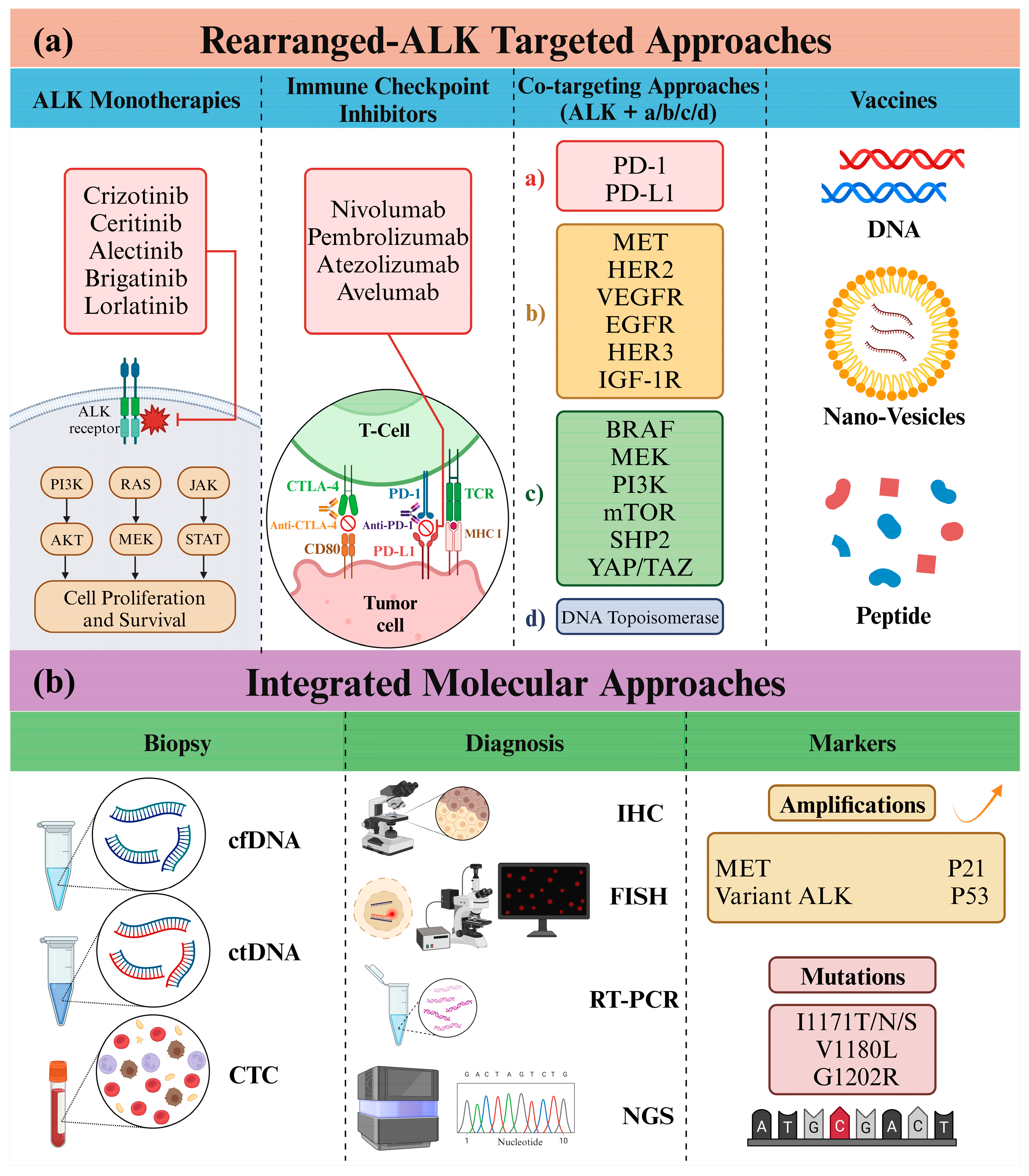 Unraveling the Potential of ALK-Targeted Therapies in Non