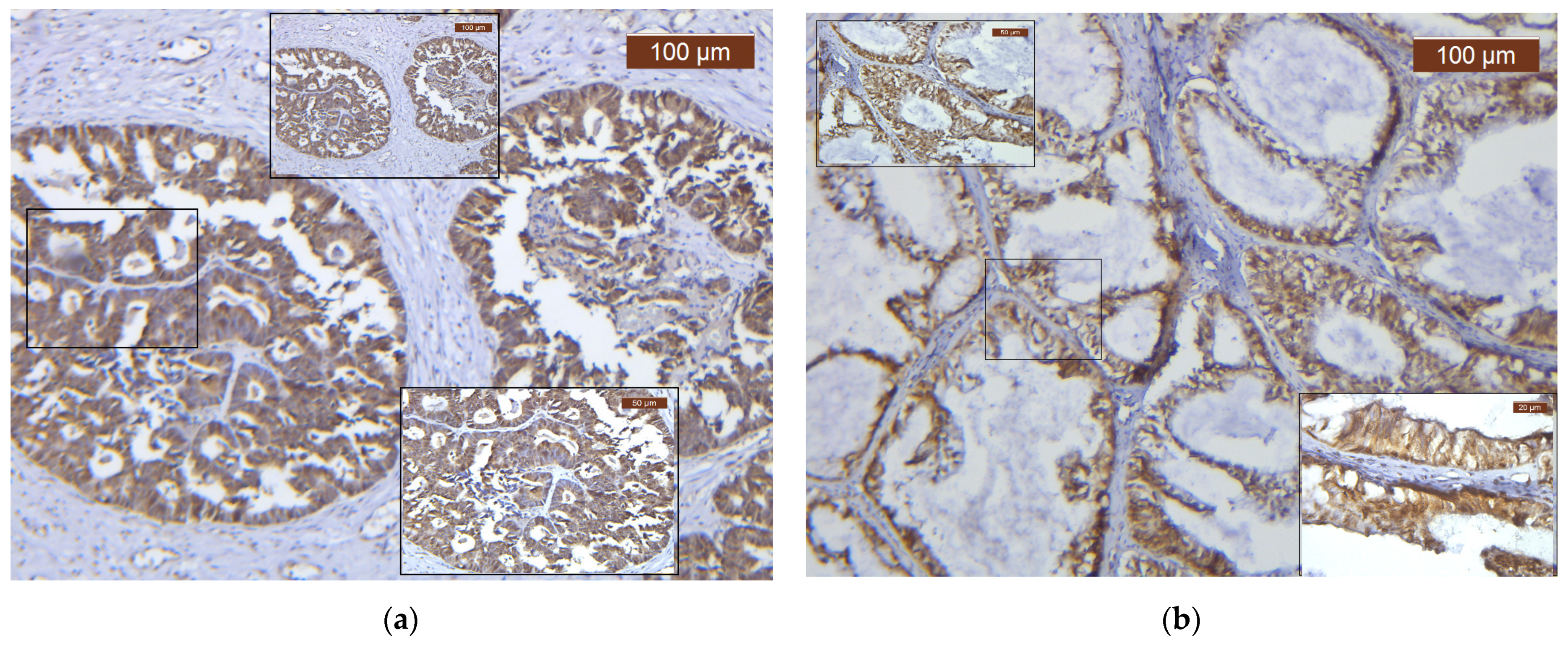 Biomedicines 12 00303 g001