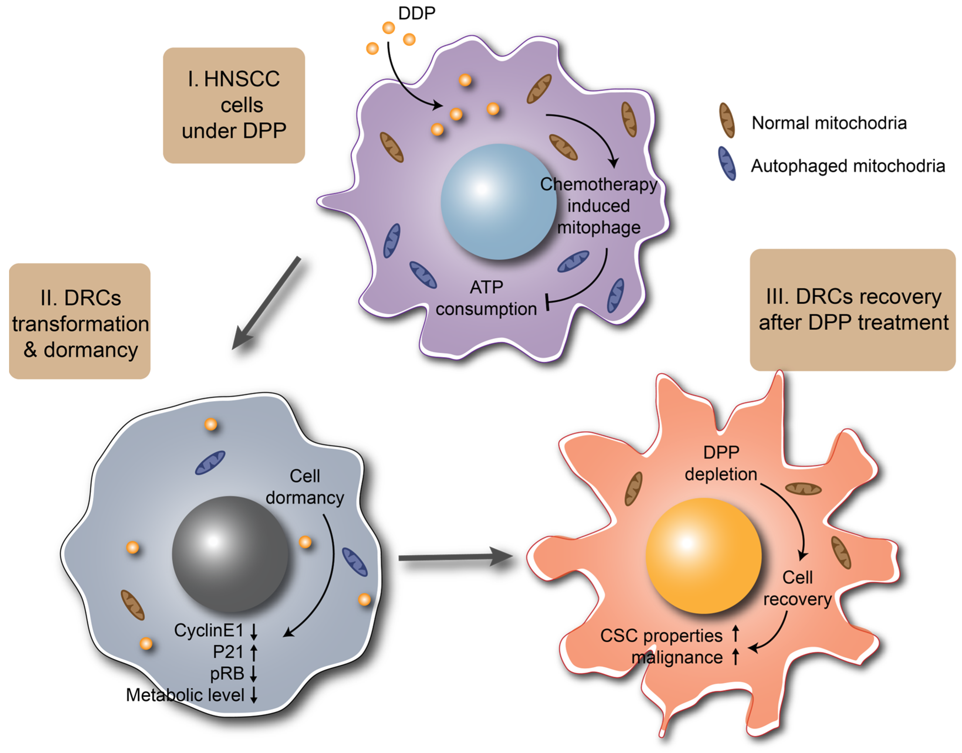 Biomedicines 12 00305 g005