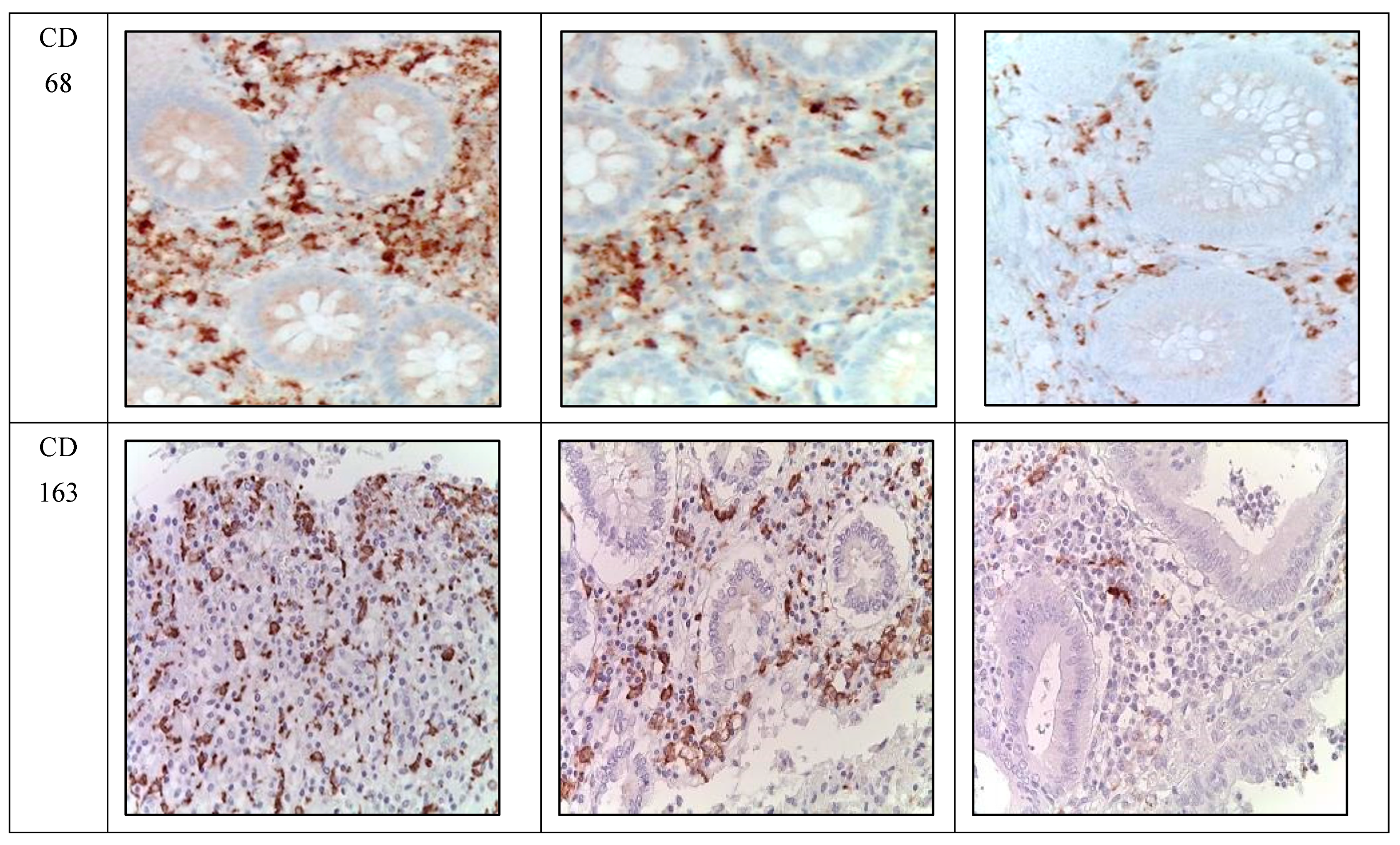 Biomedicines 12 00312 g003b