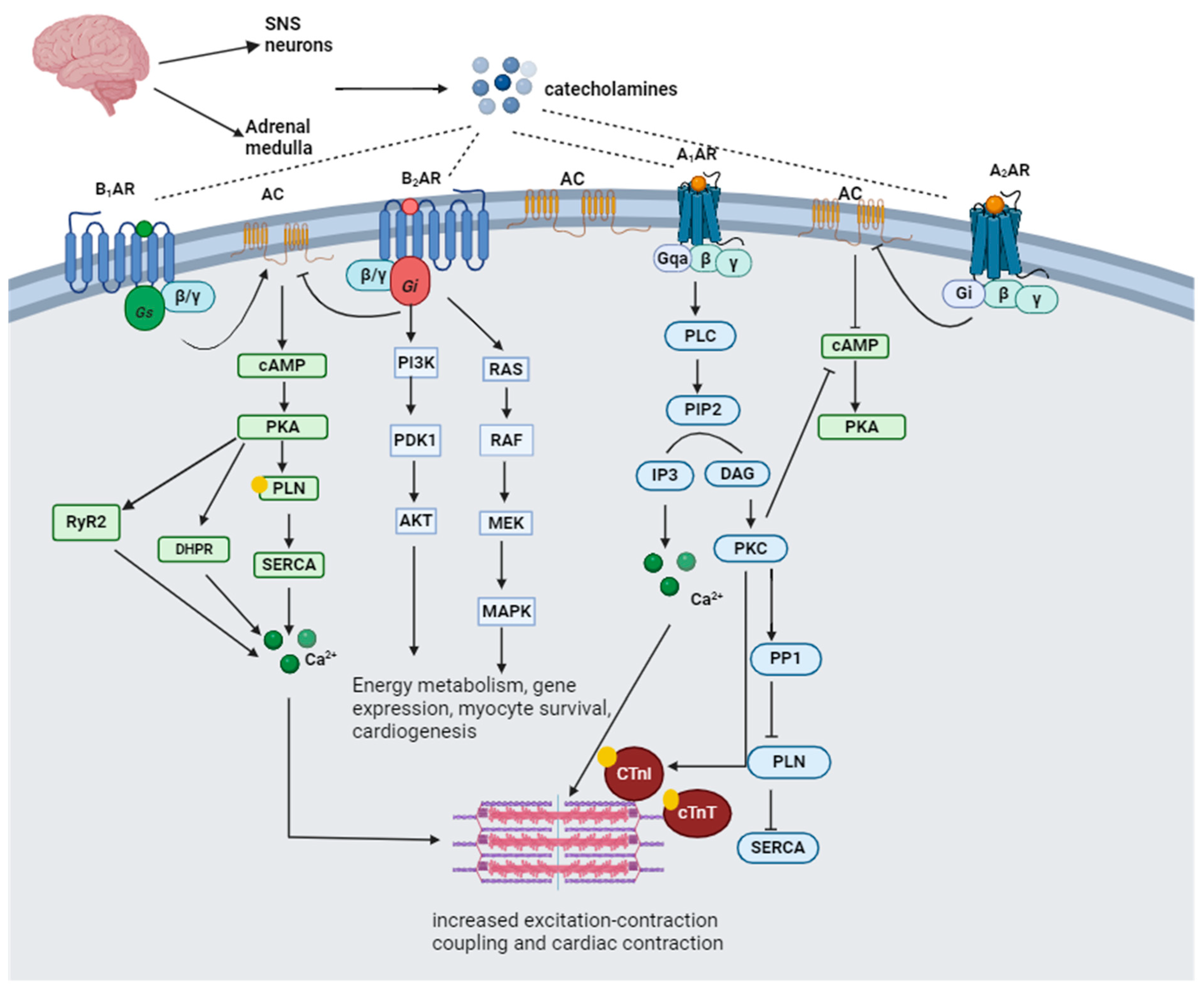 Biomedicines 12 00314 g002