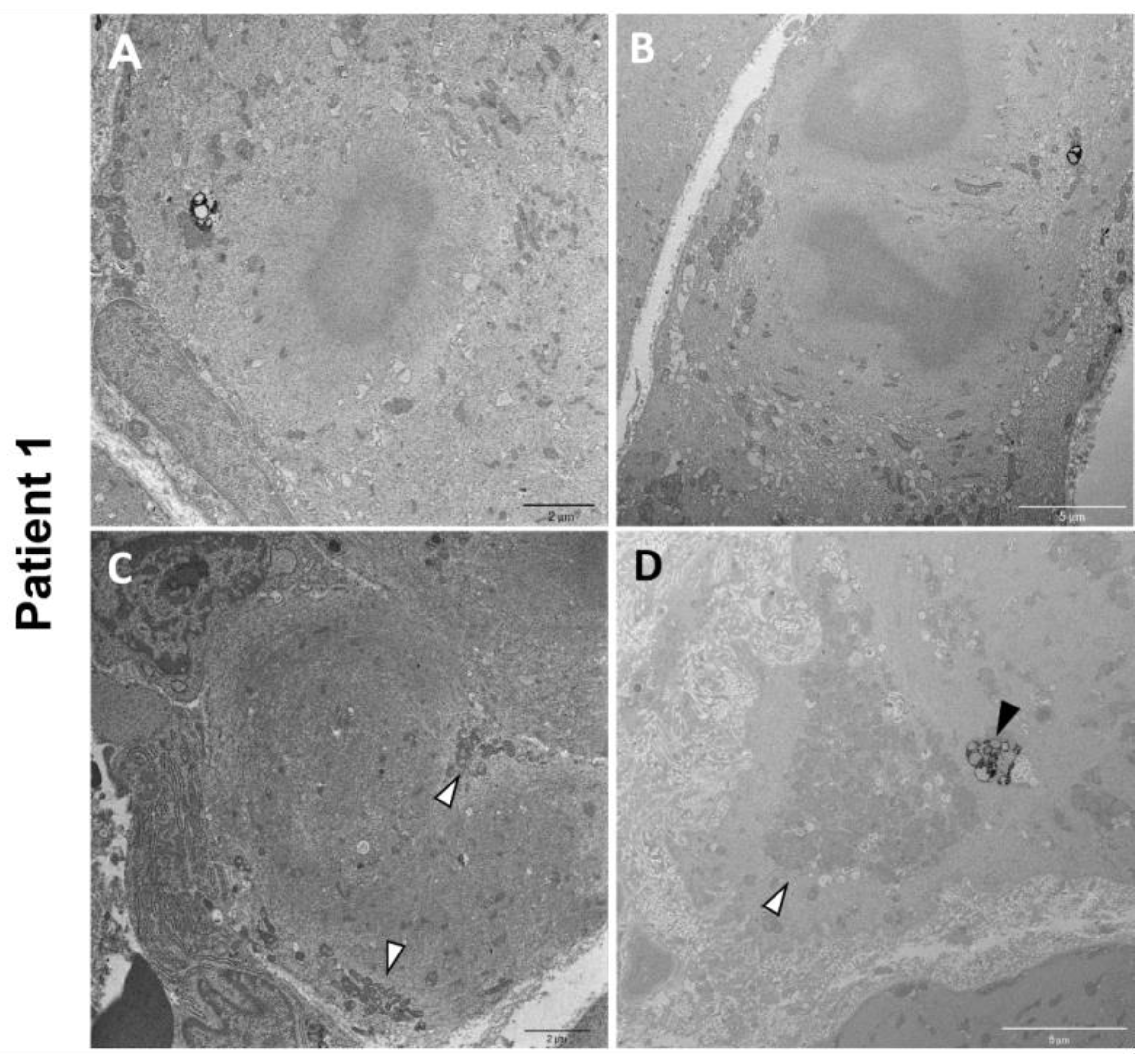 Biomedicines 12 00322 g005