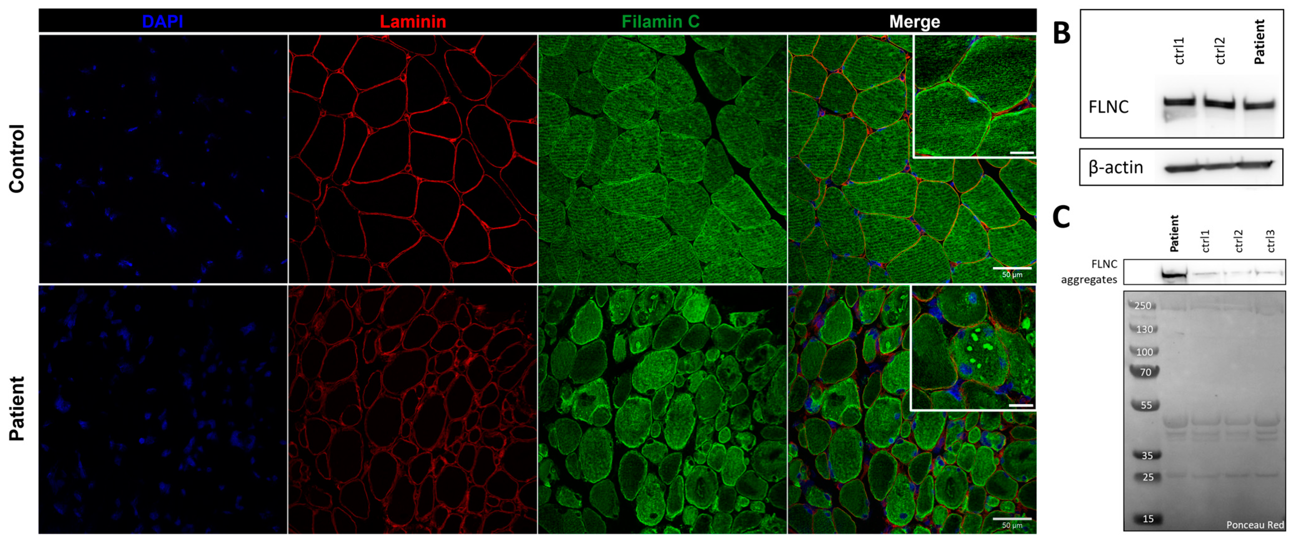 Biomedicines 12 00322 g007