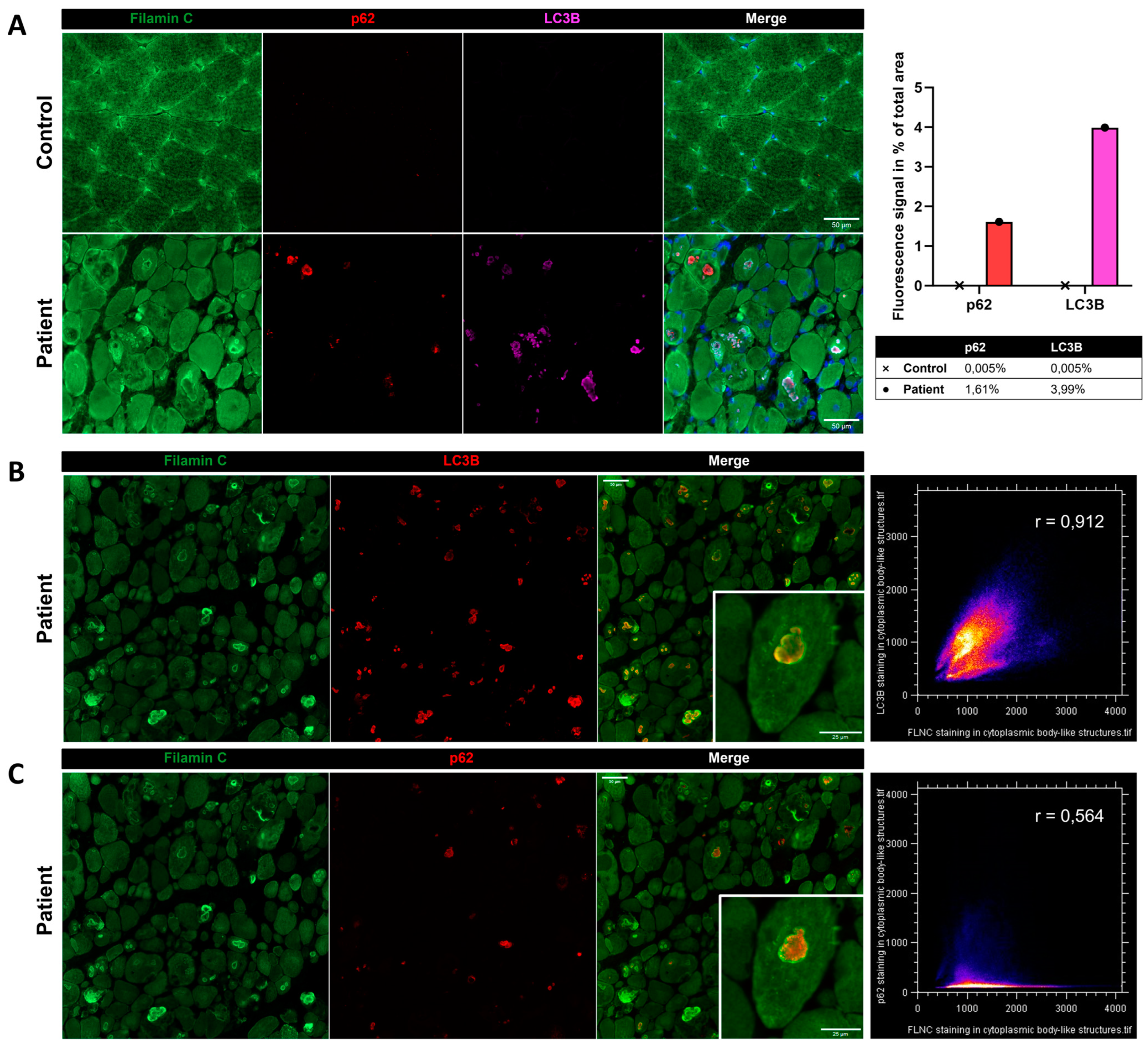 Biomedicines 12 00322 g008