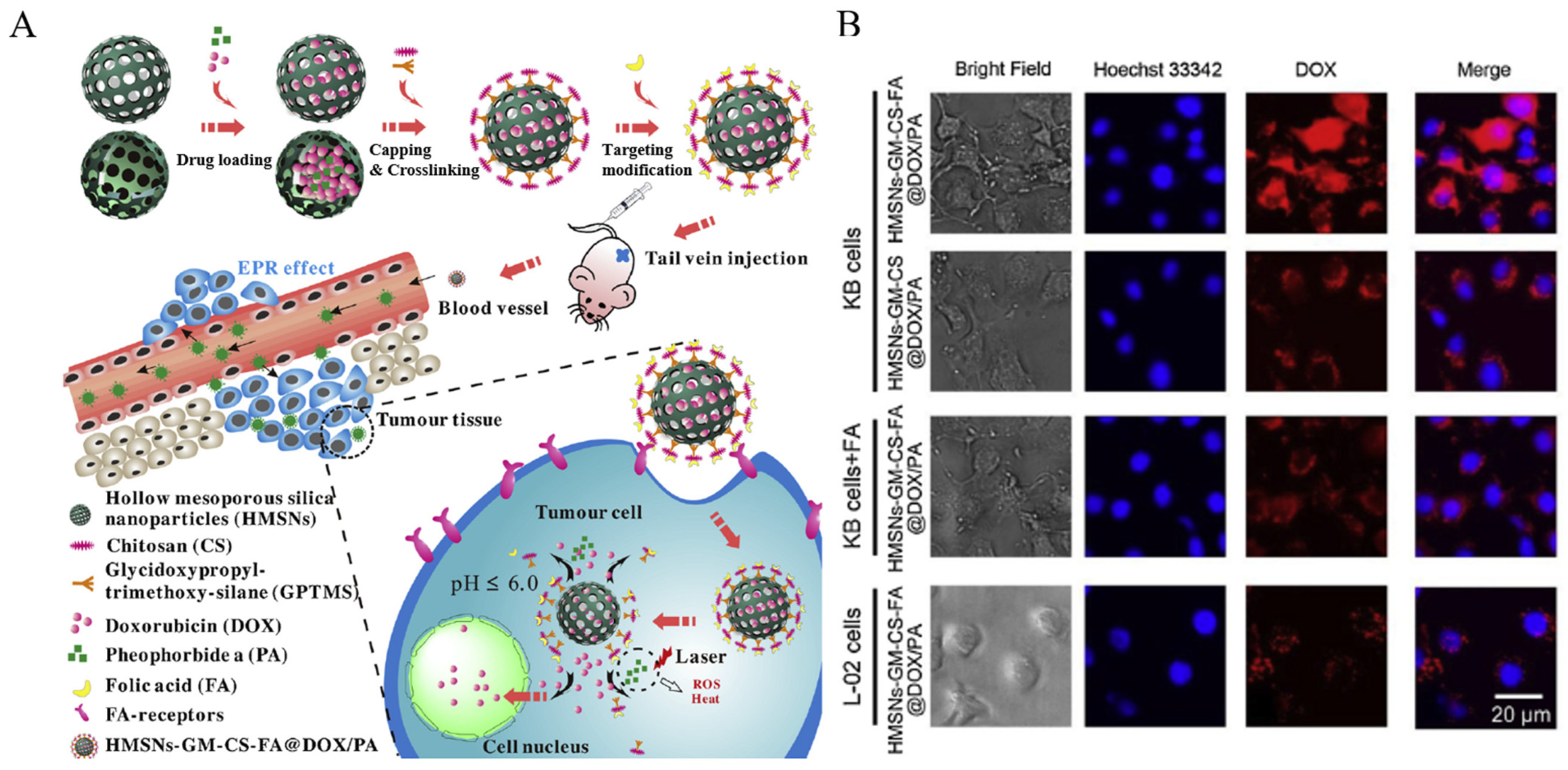 Biomedicines 12 00326 g001 Biomedicines 12 00326 g001