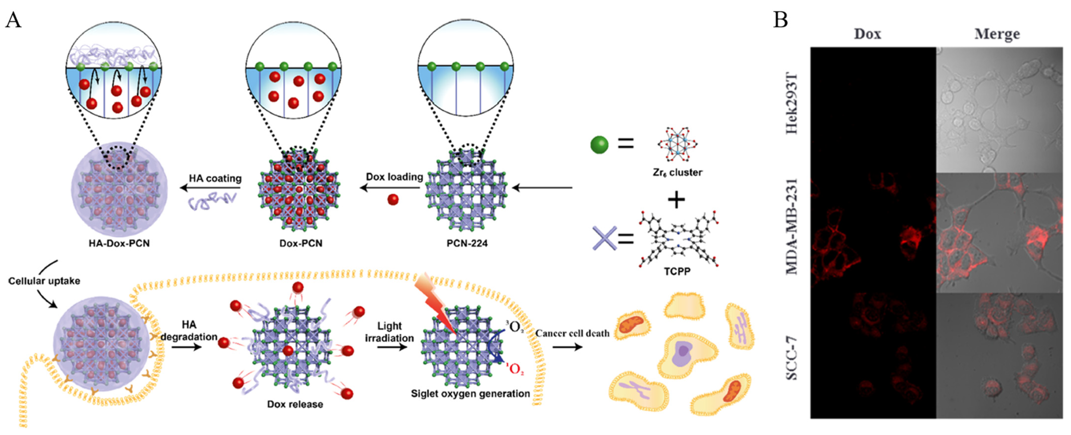 Biomedicines 12 00326 g009 Biomedicines 12 00326 g009