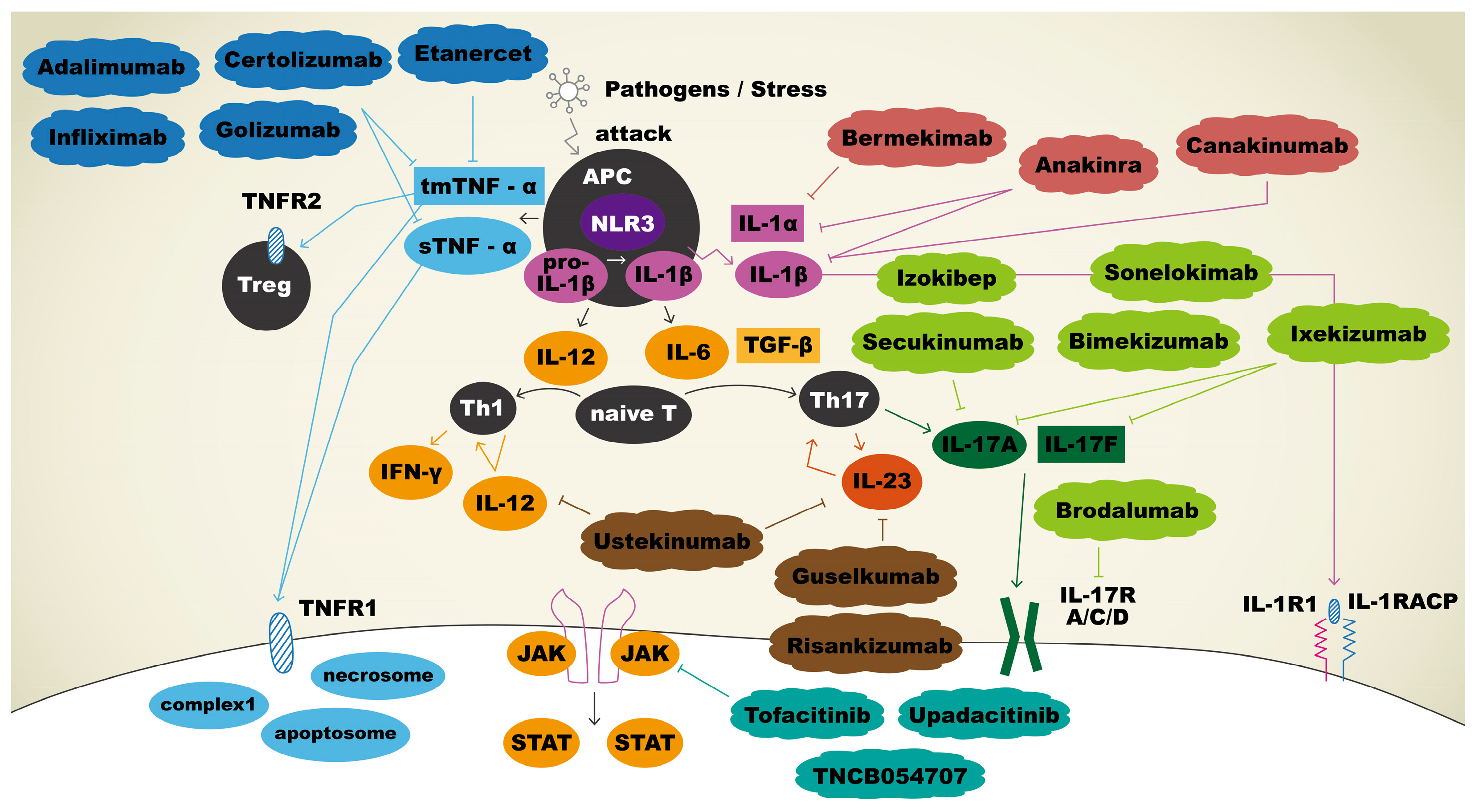 Biomedicines 12 00338 g001