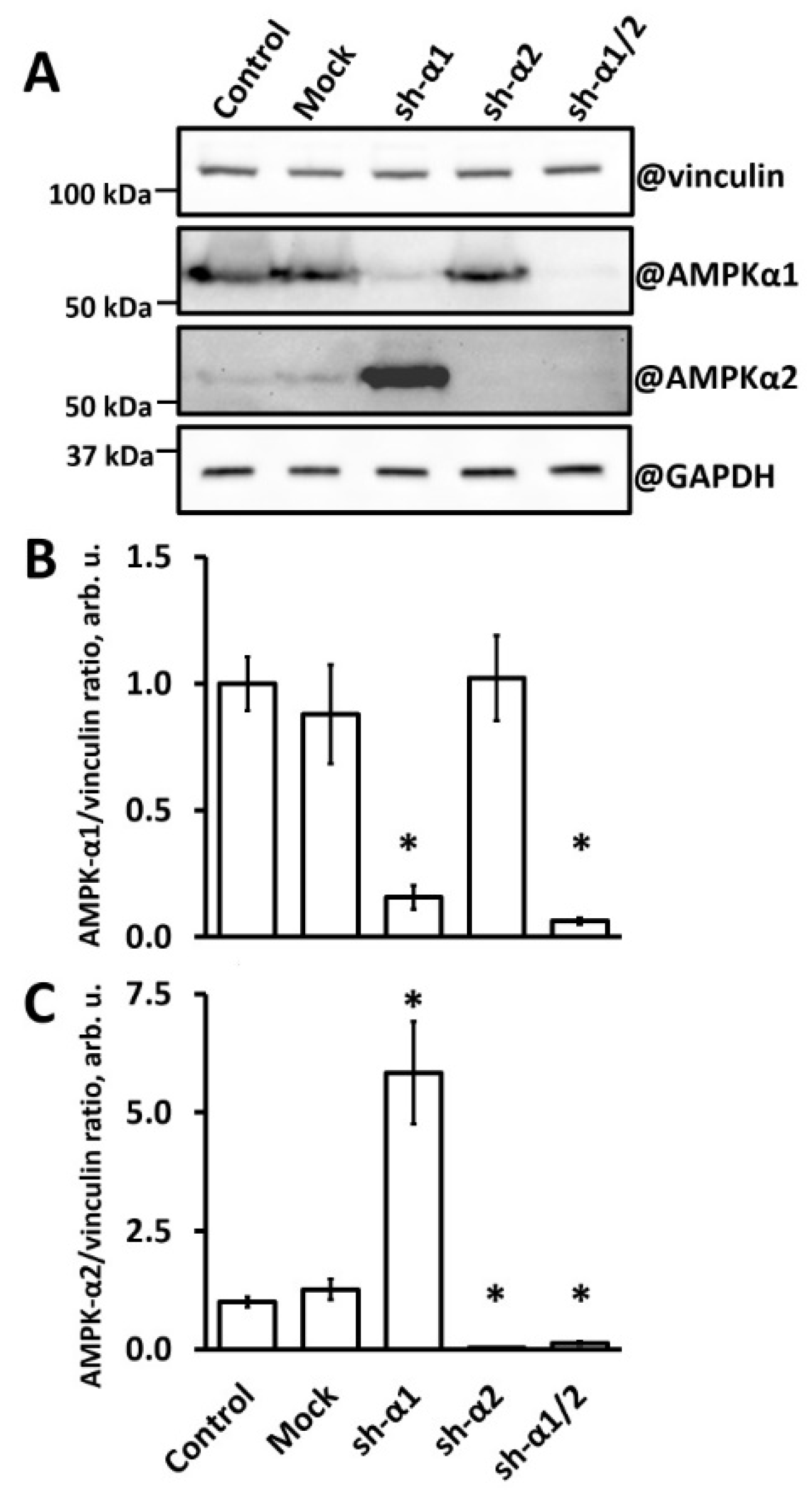 Biomedicines 12 00339 g001